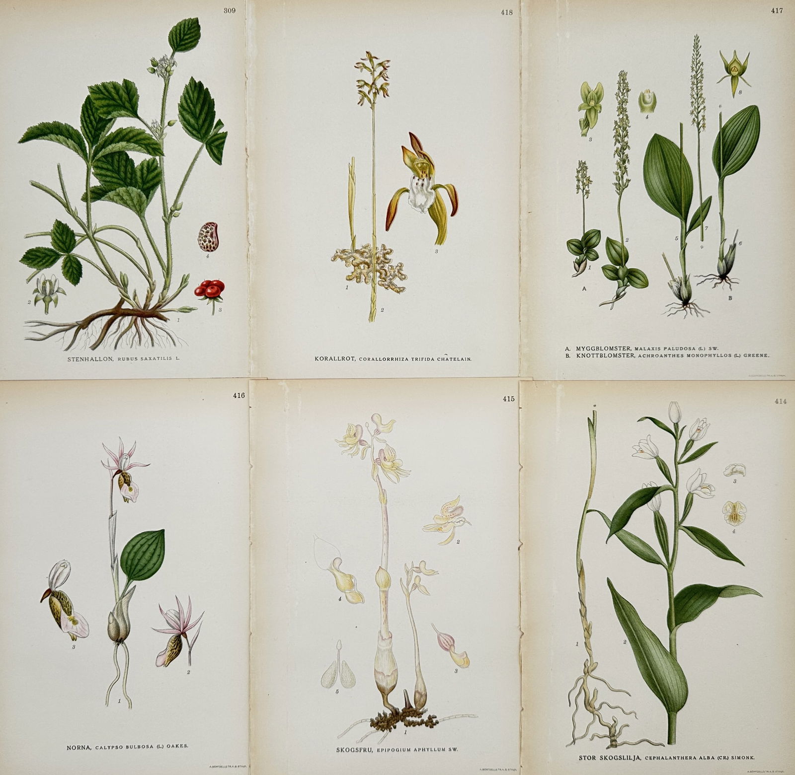 Carl Lindman – Set of 6: Botanical Studies of Orchids and Stone Bramble – Lithograph (1 of 2)