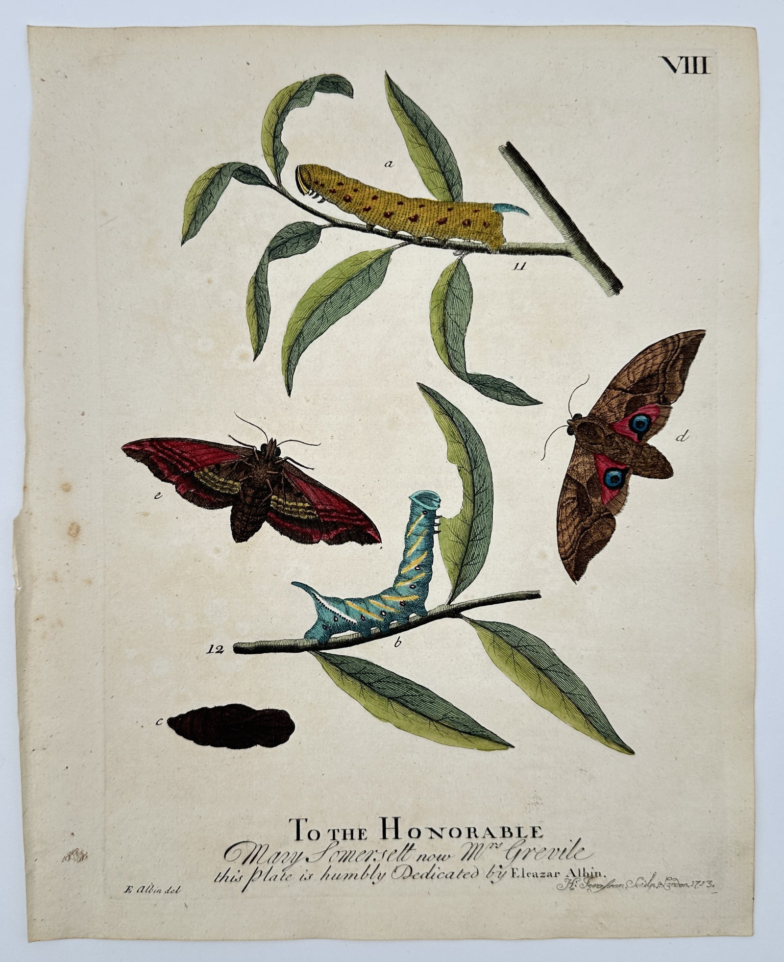 Eleazar Albin (active 1713–1759) – Eyed Hawk-moth and other insects – hand-colored (1 of 2)