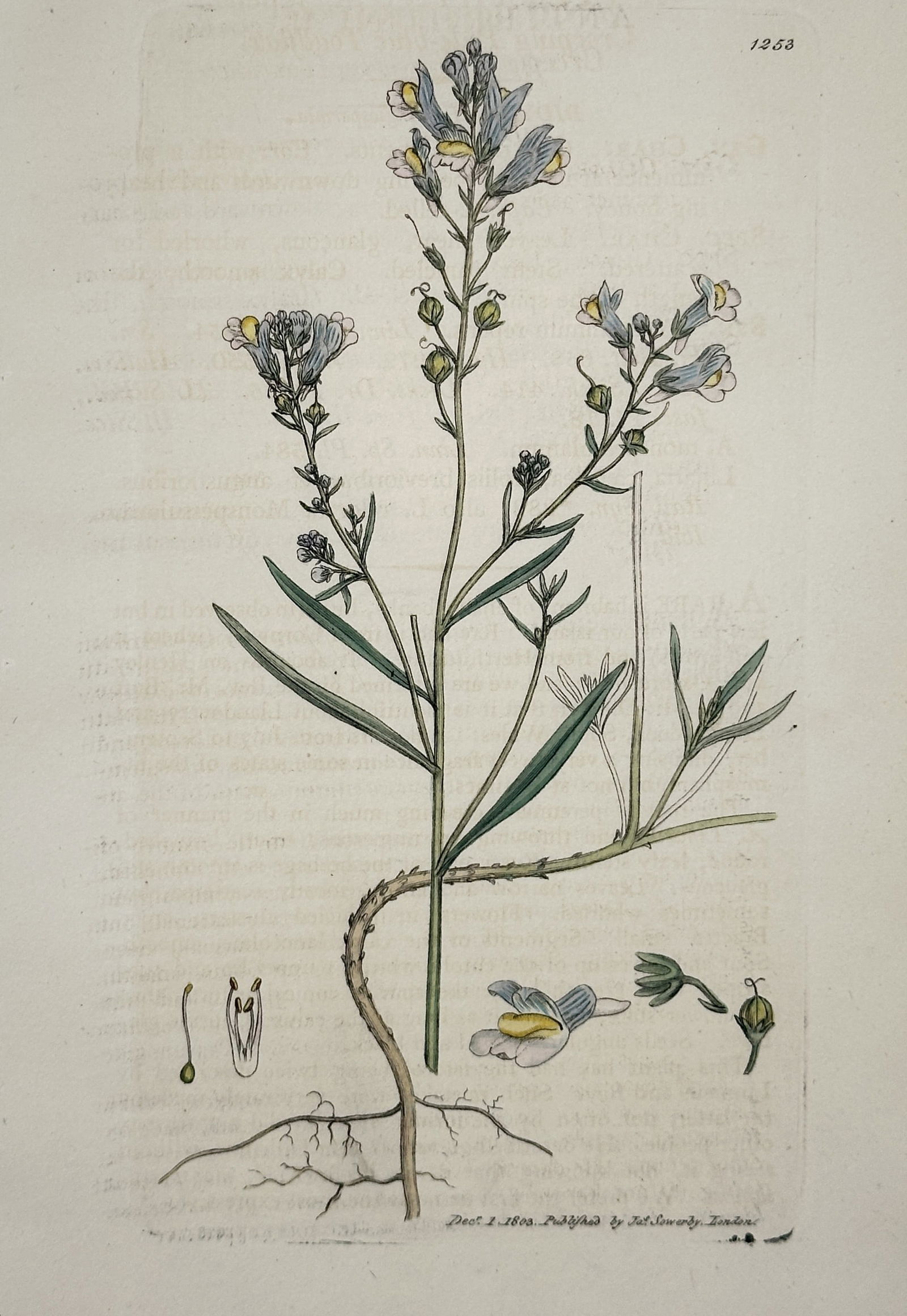 James Sowerby (1757–1822) – Antirrhinum repens – Hand-coloured engraving (1803) (1 of 2)