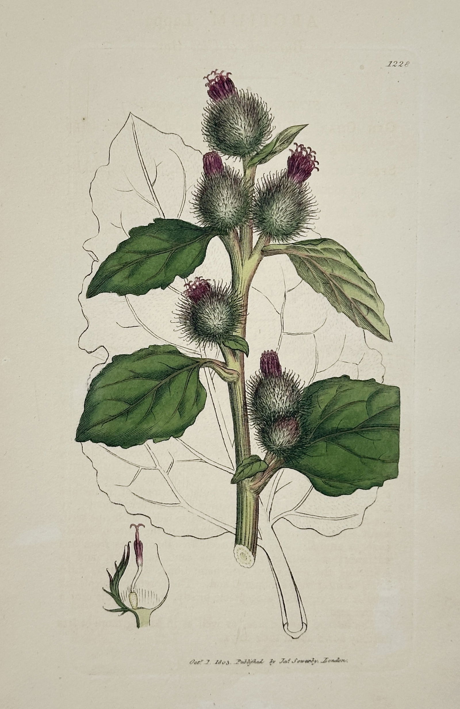 James Sowerby (1757–1822) – Arctium Lappa – Hand-coloured engraving (1803) (1 of 2)