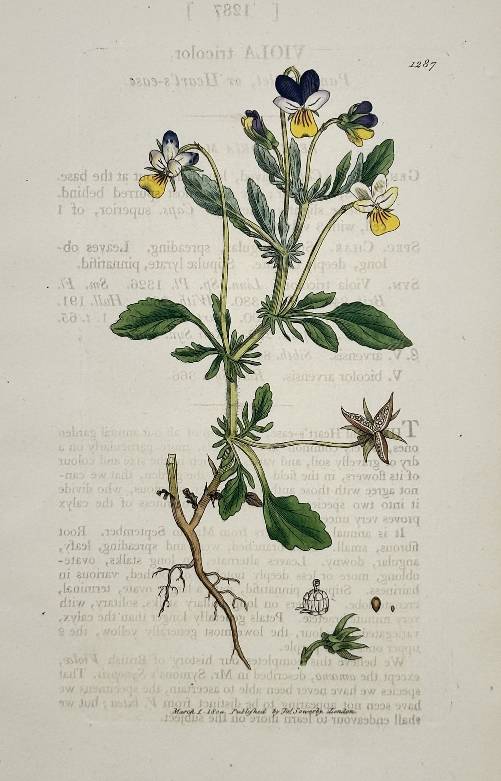 James Sowerby (1757–1822) – Viola tricolor – Hand-coloured engraving (1804) (1 of 2)