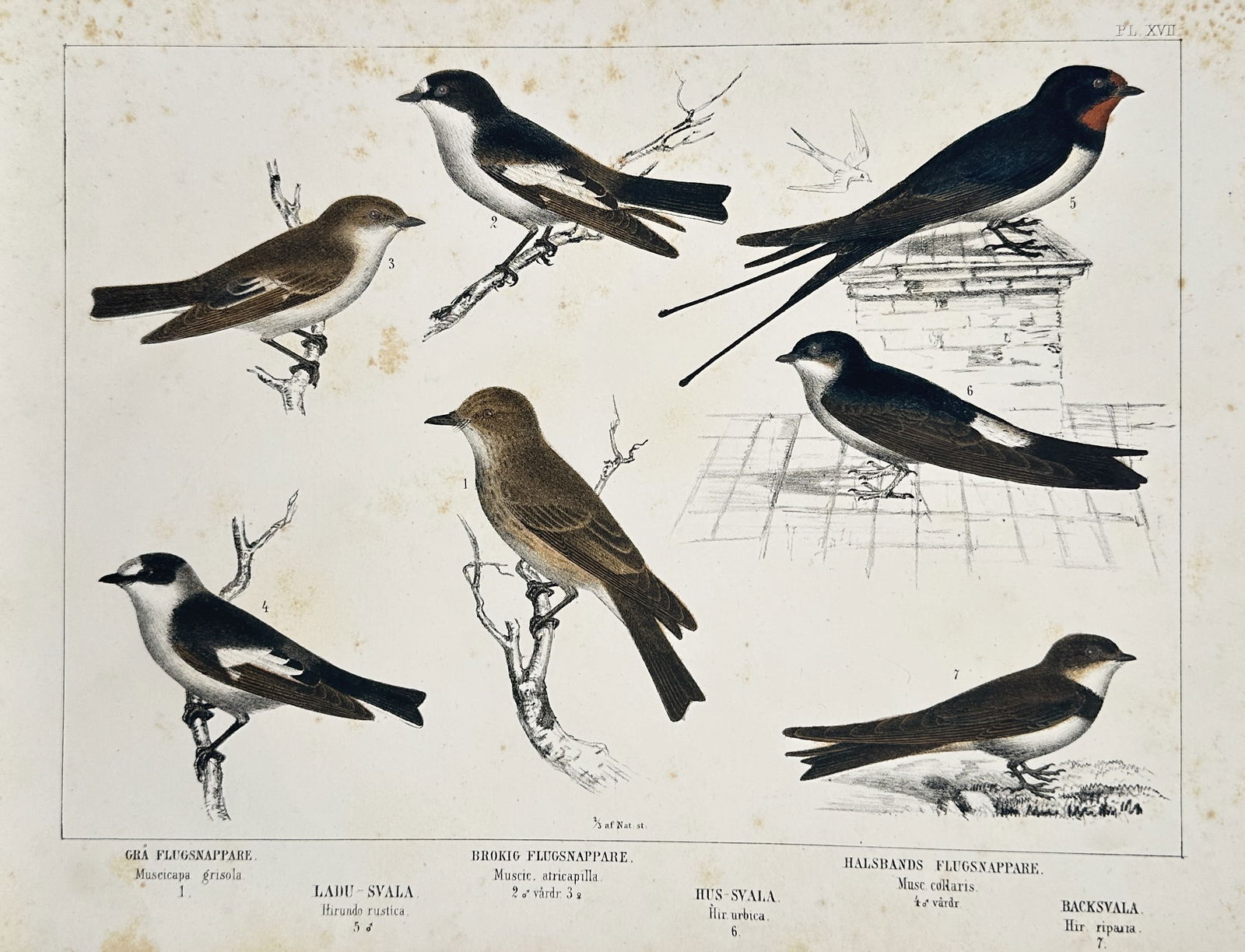 Carl Jakob Sundevall – Seven species of swallows and flycatchers – Lithograph (1856): This lithograph illustrates seven distinct bird species, including flycatchers and swallows, depicted in various naturalistic poses on branches and architectural elements. The plate features a spotted