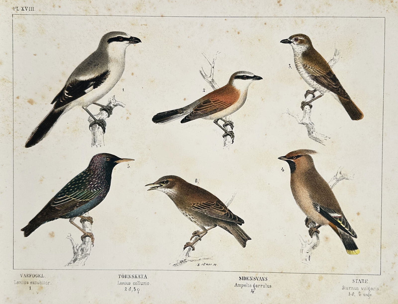 Carl Jakob Sundevall – Six species of shrikes and songbirds – Lithograph (1856) (1 of 2)