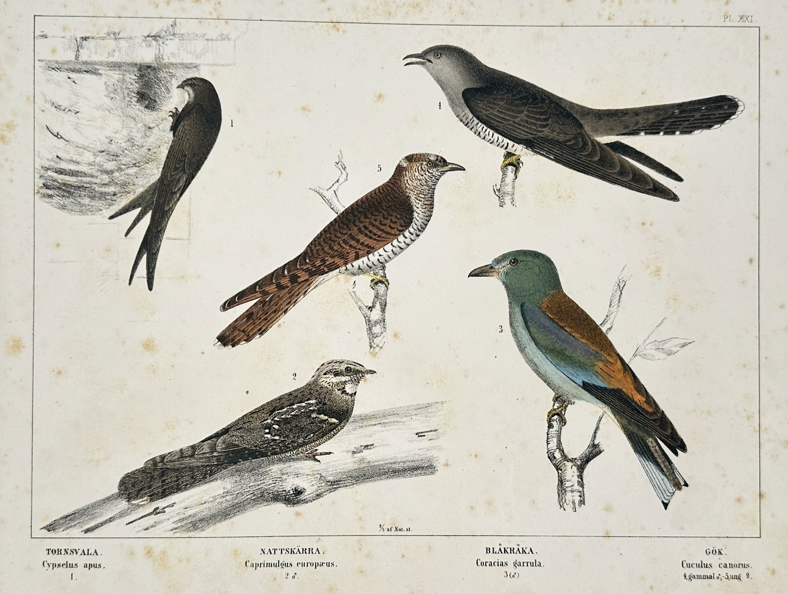 Carl Jakob Sundevall – Four species of swifts, nightjars, rollers, and cuckoos – Lithograph (1 of 2)