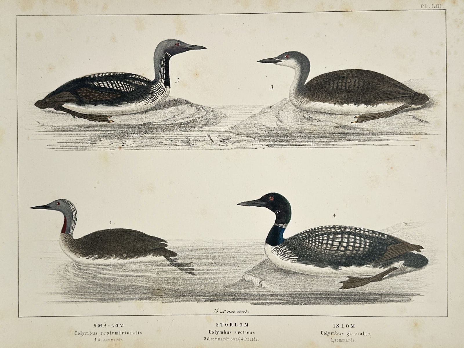 Carl Jakob Sundevall – Red-throated diver, black-throated diver, and great northern diver – (1 of 2)