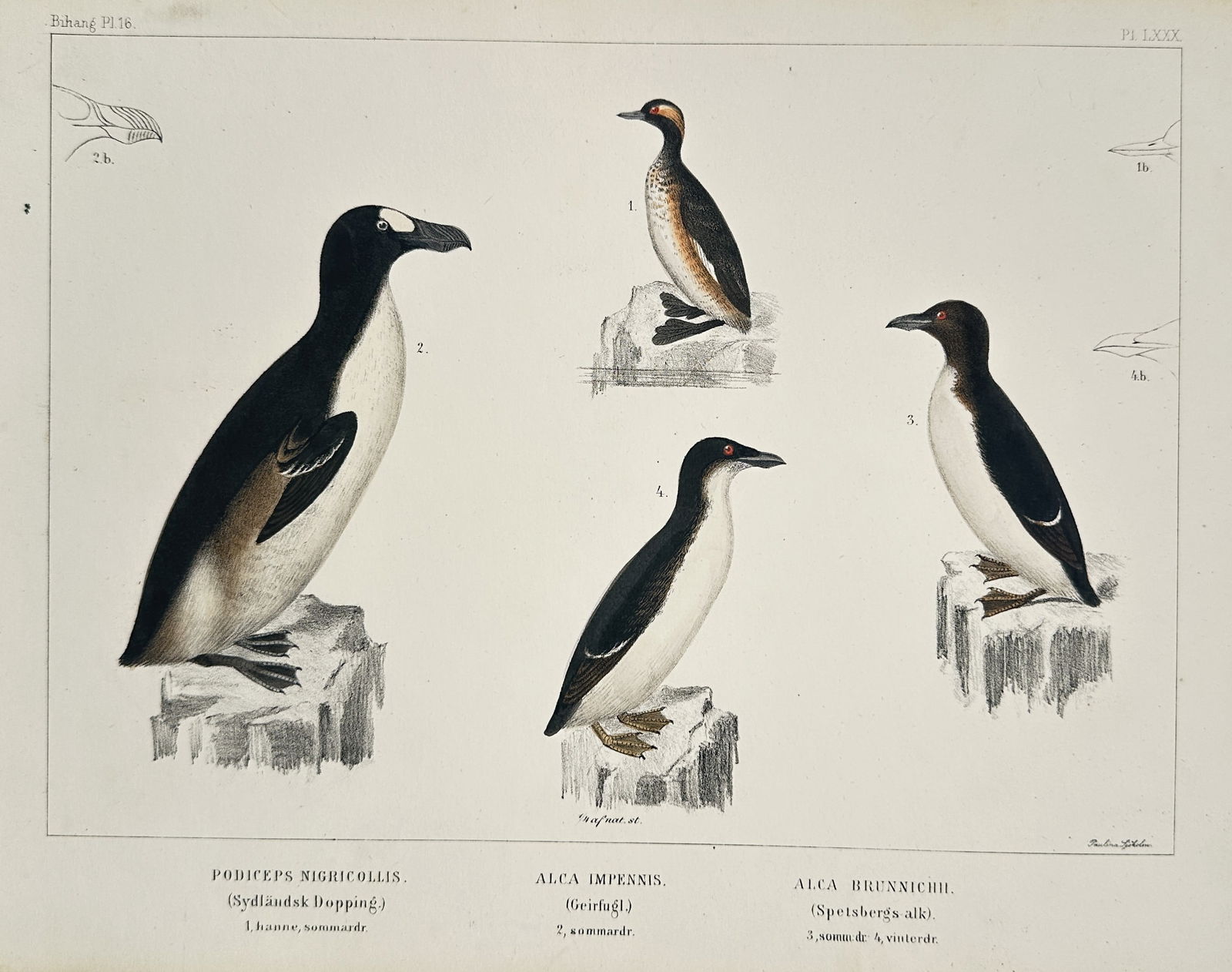 Carl Jakob Sundevall – Black-necked grebe, great auk, and Brünnich's guillemot – Lithograph (1 of 2)