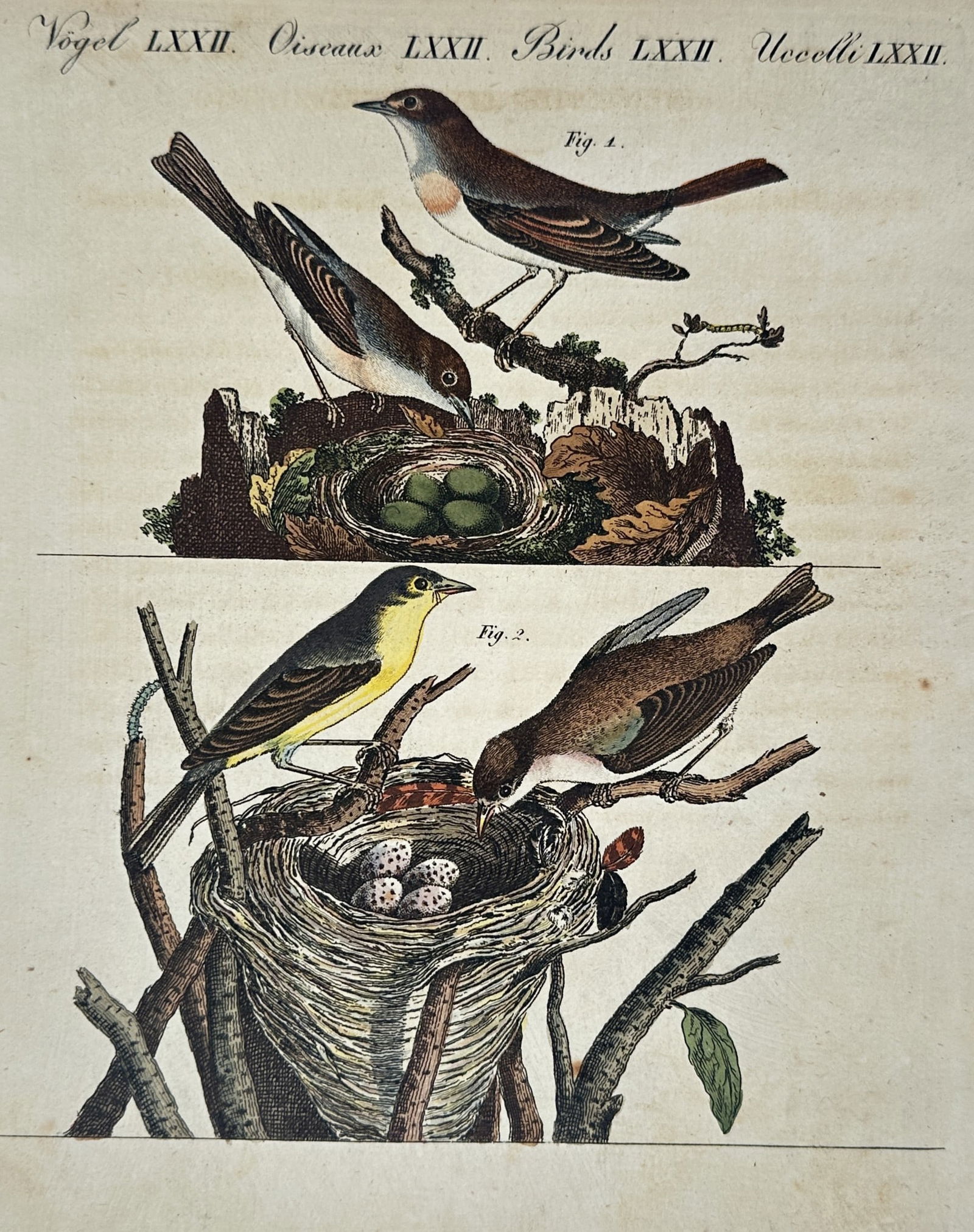 Friedrich Justin Bertuch – Common nightingale and yellow wagtail with nests – Hand-coloured: "Vogel LXXII. Oiseaux LXXII. Birds LXXII. Uccelli LXXII." This hand-coloured engraving features two scenes of avian life, depicting adult birds tending to their nests. The upper illustration shows a c