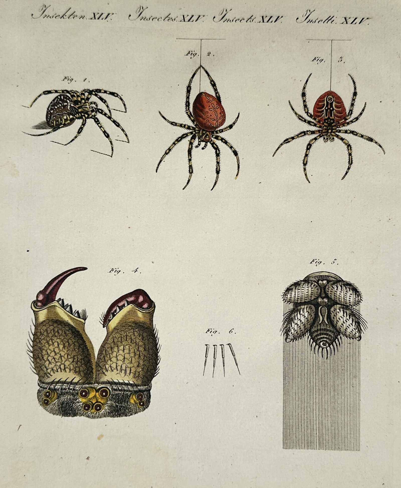 Friedrich Justin Bertuch – Anatomical studies of spiders – Hand-coloured engraving (1792) (1 of 2)