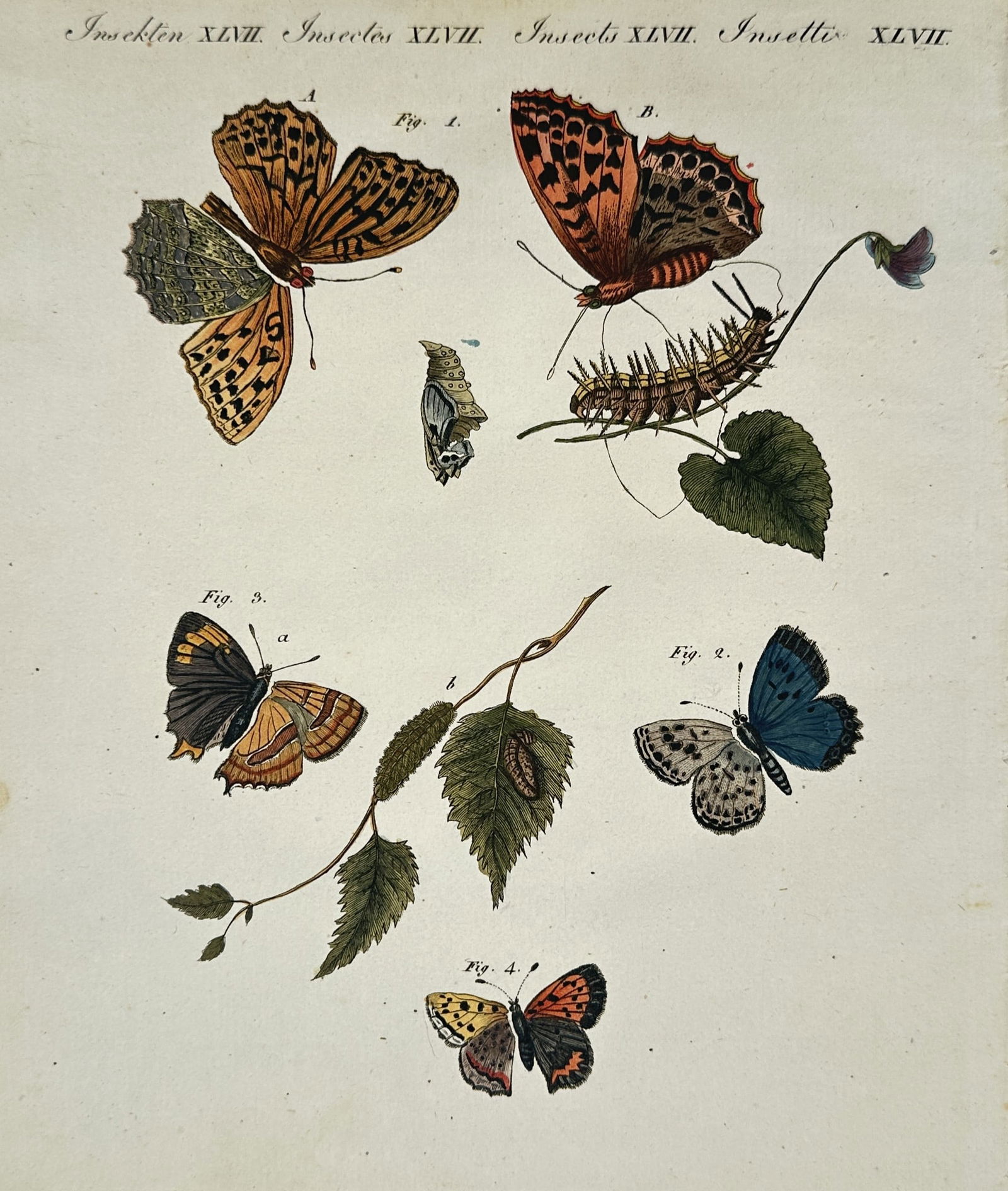Friedrich Justin Bertuch – Four species of butterflies and caterpillars – Hand-coloured (1 of 2)