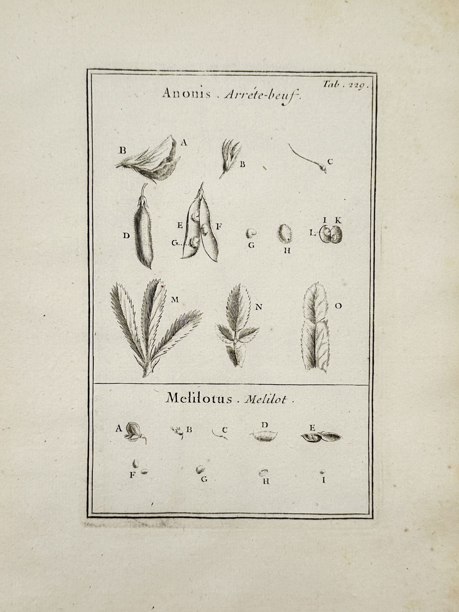 Joseph Pitton de Tournefort (1656–1708) – Anonis. Arrête-boeuf. Melilotus. Melilot – (1 of 2)