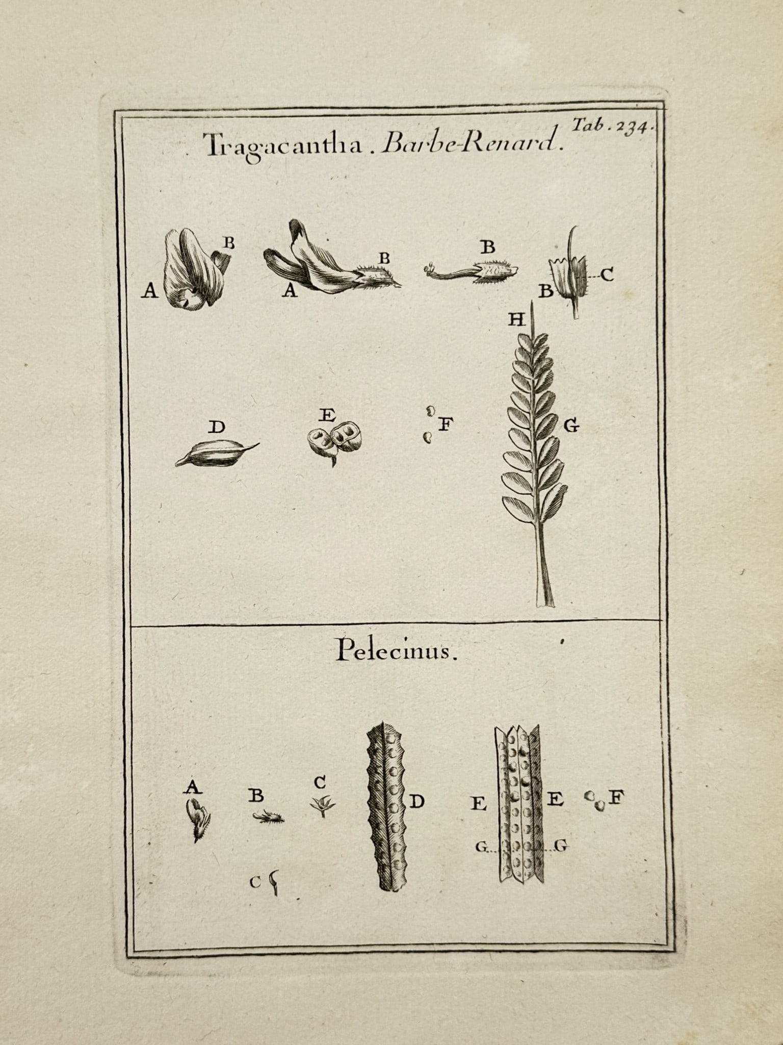 Joseph Pitton de Tournefort (1656–1708) – Tragacantha. Barbe-Renard. Pelecinus – Engraving (1 of 2)