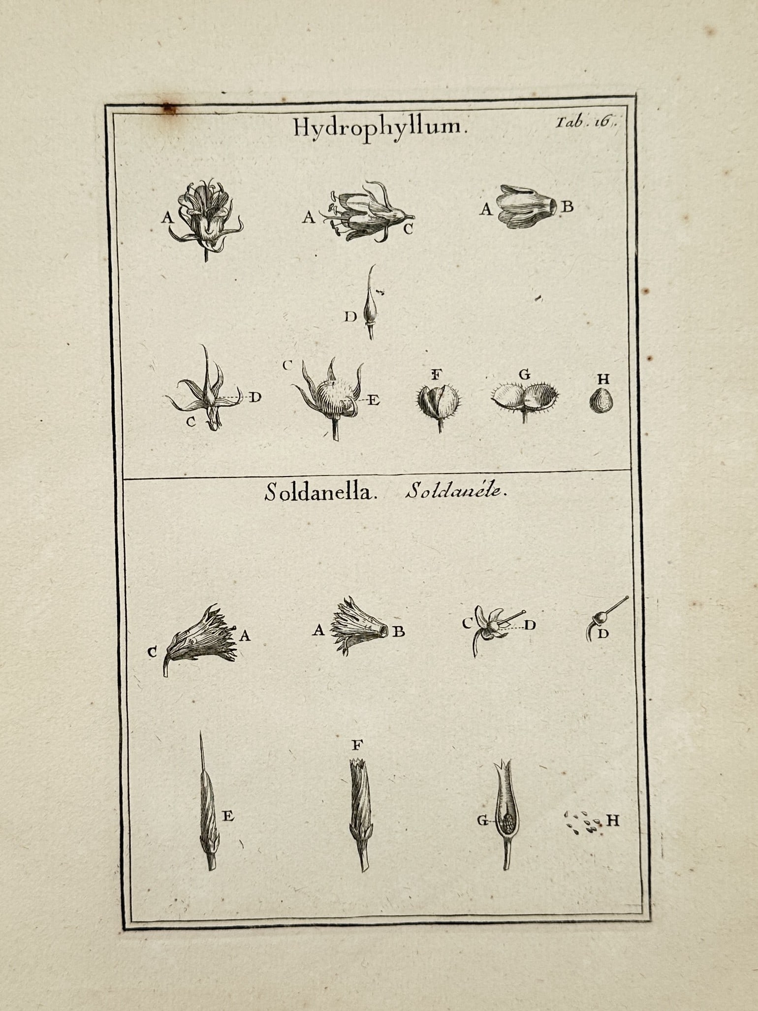 Joseph Pitton de Tournefort (1656–1708) – Hydrophyllum and Soldanella – Engraving (1719) (1 of 2)
