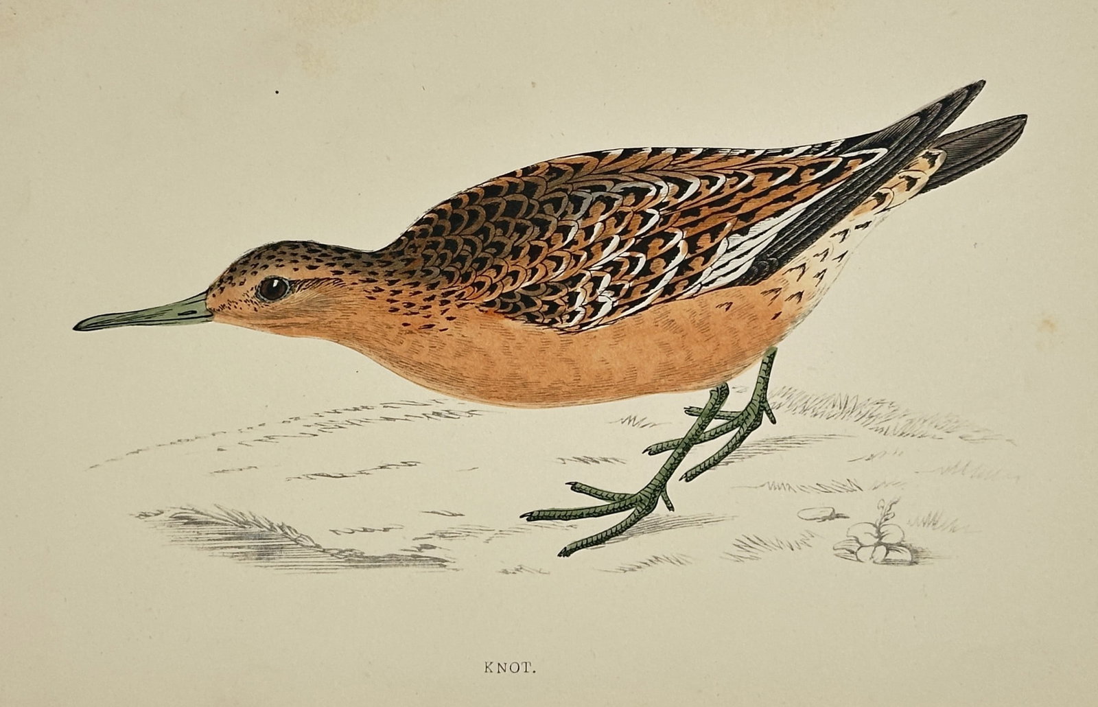 Francis Orpen Morris (1810–1893) – Knot – Hand-coloured wood engraving (1853): "Knot." This hand-coloured wood engraving illustrates a knot in its rufous breeding plumage, depicted in a profile view against a minimal ground. The work was published in London as part of A History