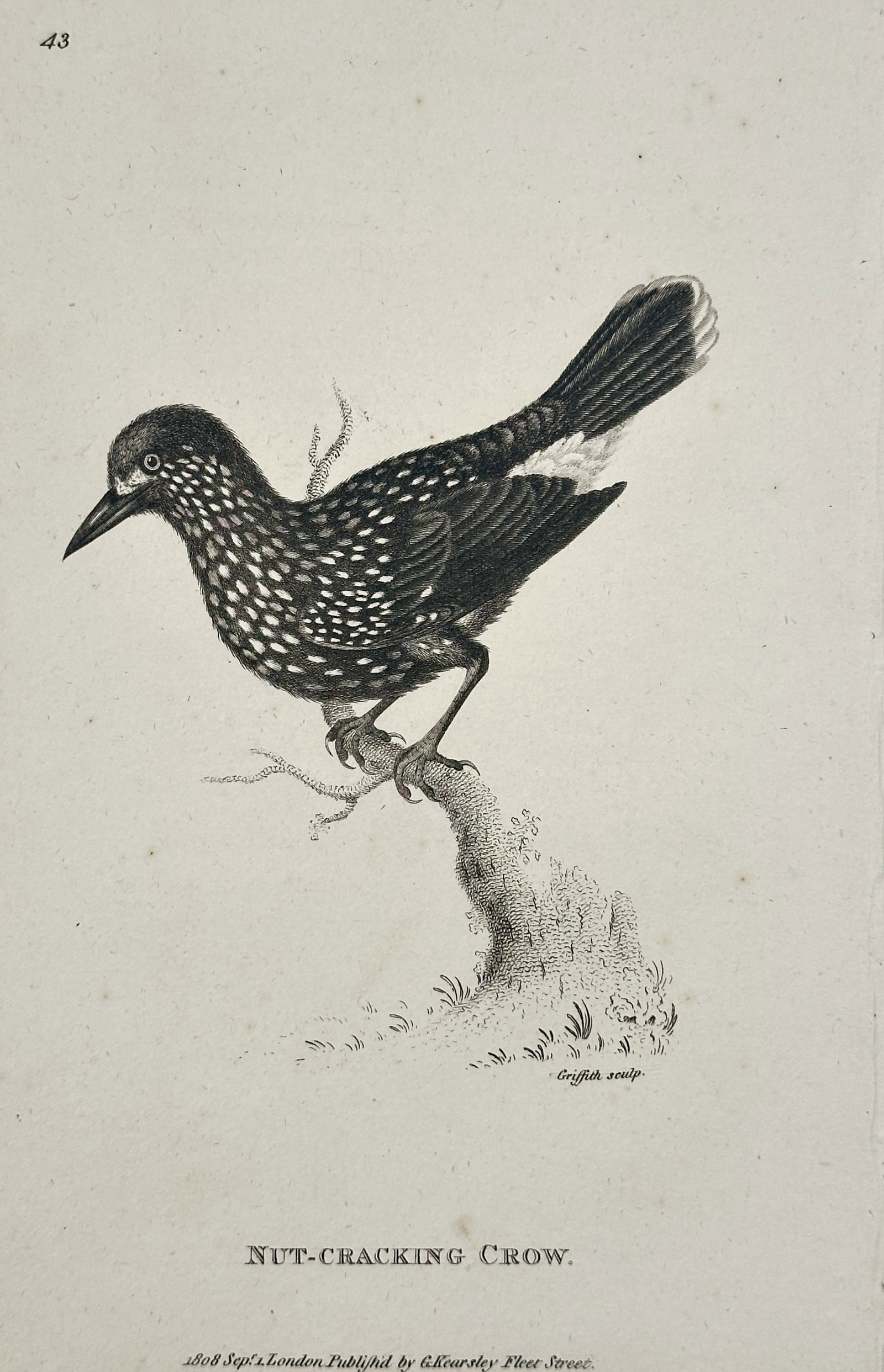 George Shaw (1751–1813) – Nut-cracking crow – Engraving (1803): "Nut-cracking Crow." This engraving depicts a spotted nutcracker perched on a gnarled, leafless branch. The bird is shown in profile, highlighting its dark plumage covered in white triangular spots an