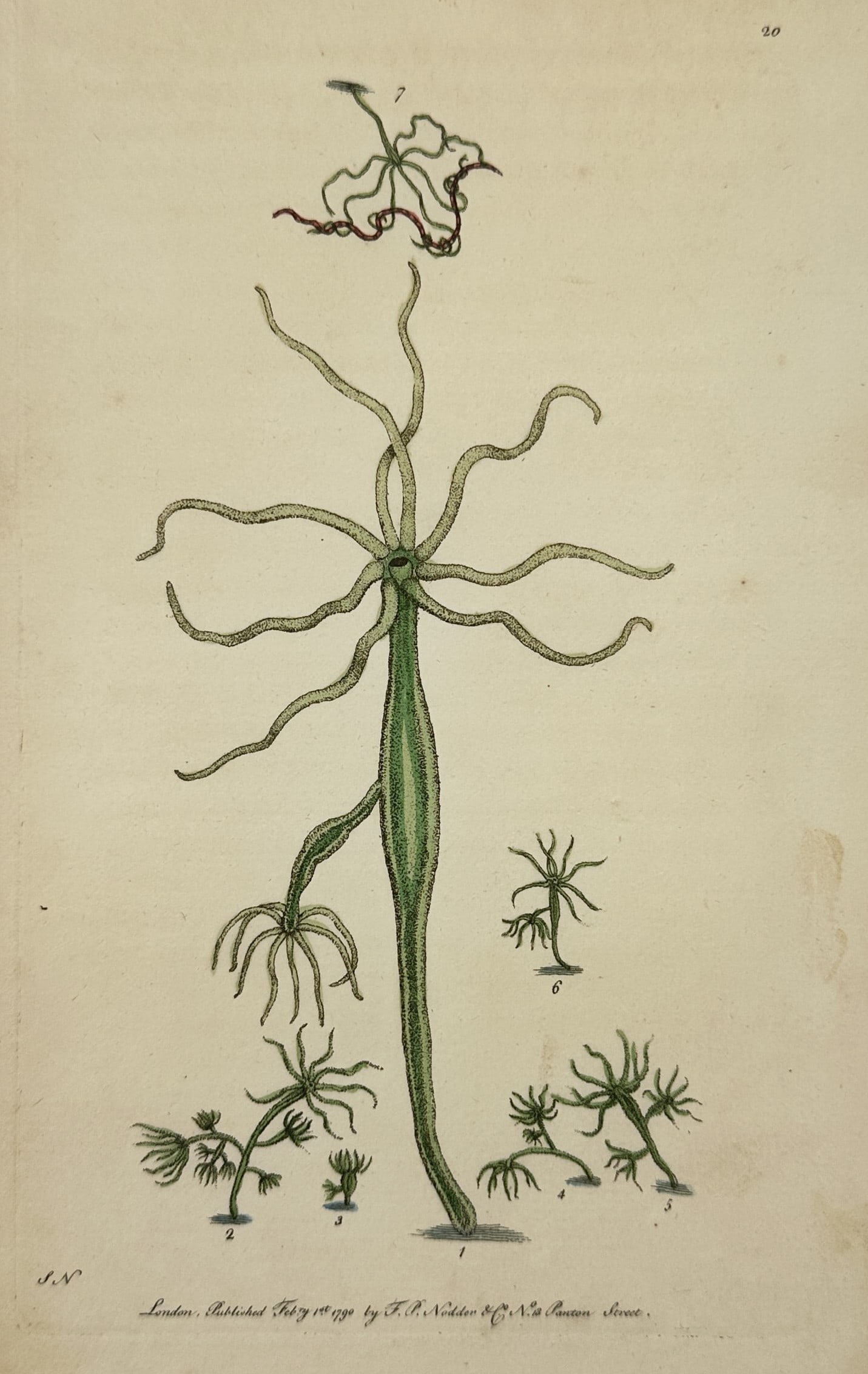 Frederick Polydore Nodder – Microscopic Studies of Hydra Viridis – Hand-coloured engraving (1 of 2)