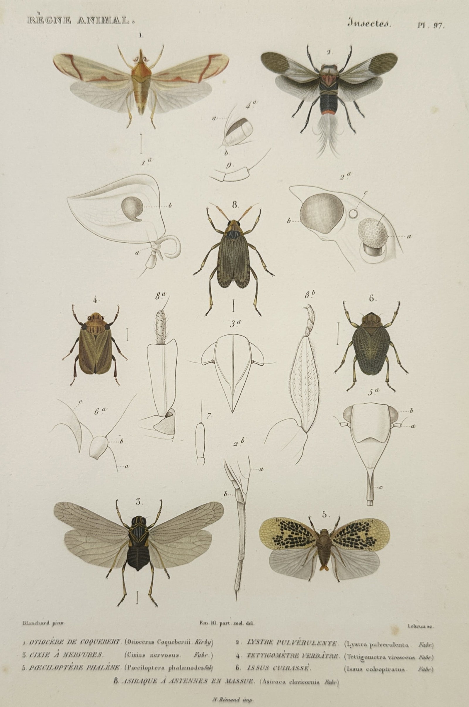 Georges Cuvier – Studies of Fulgoridae and Hemipterous Insects – Hand-coloured engraving (1 of 2)
