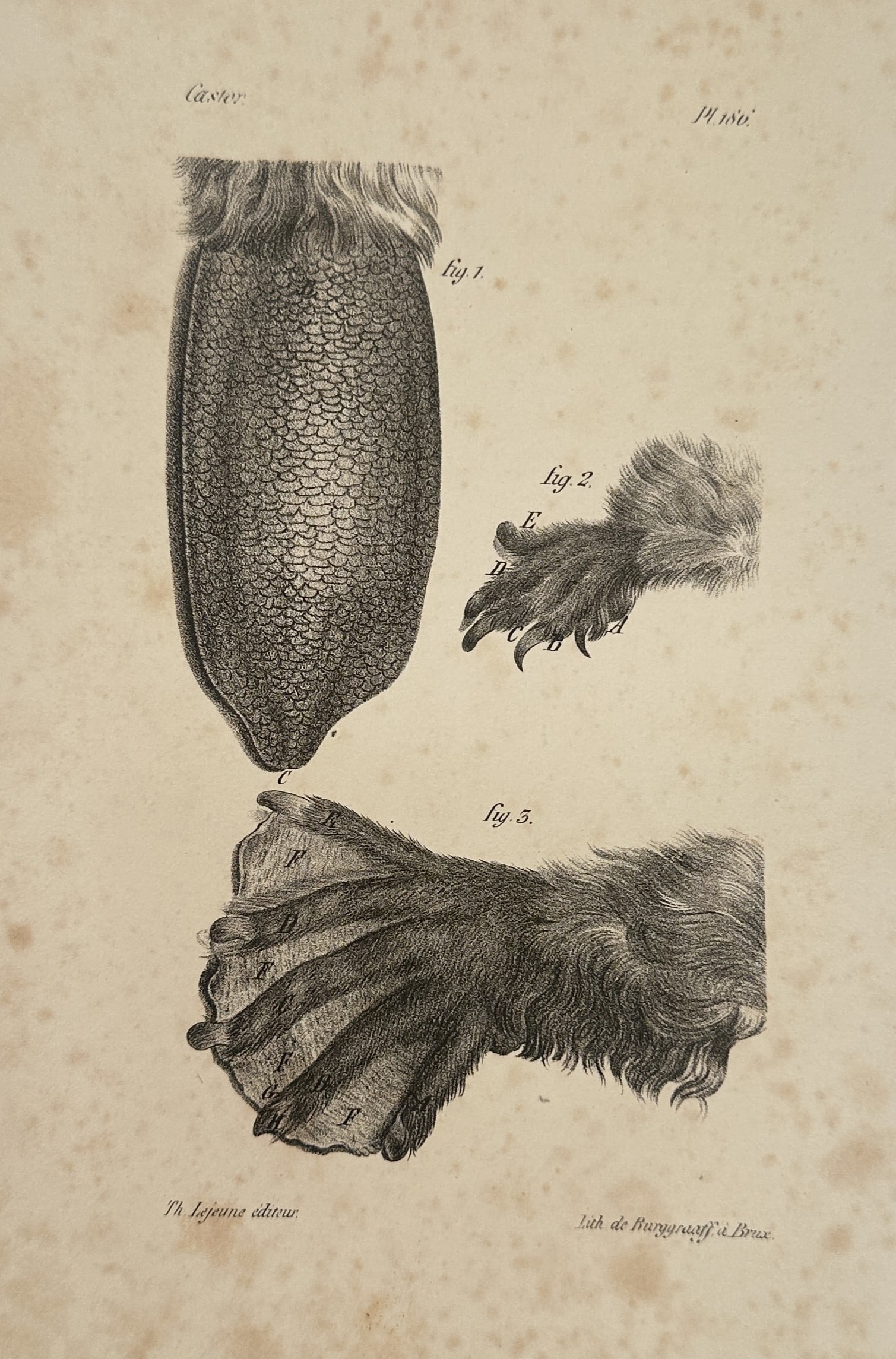 Georges-Louis Leclerc, Comte de Buffon – Anatomical Studies of the Beaver – Hand-coloured (1 of 2)
