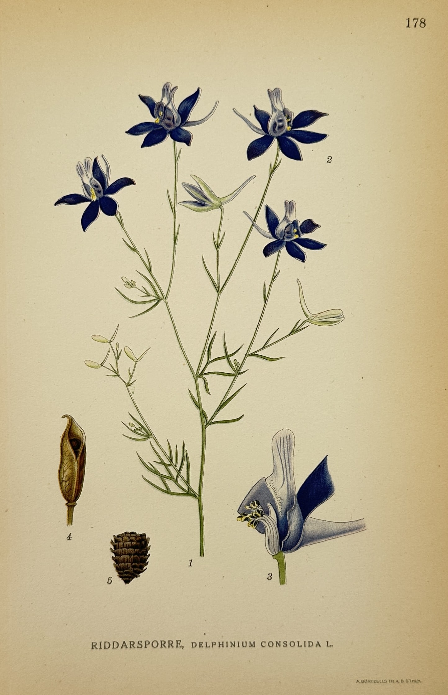 Carl Lindman (1856–1928) – Botanical Study of Forking Larkspur – Lithograph (1901–1905): "Riddarsporre, Delphinium Consolida L." depicts a detailed scientific illustration of the forking larkspur, showcasing its distinctive floral structure and seed development. The central figure display