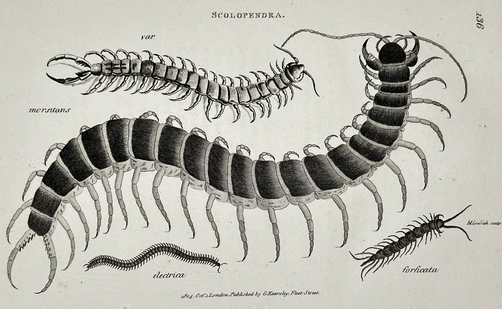 George Shaw (1751–1813) – Studies of Centipedes – Engraving (1805) (1 of 1)