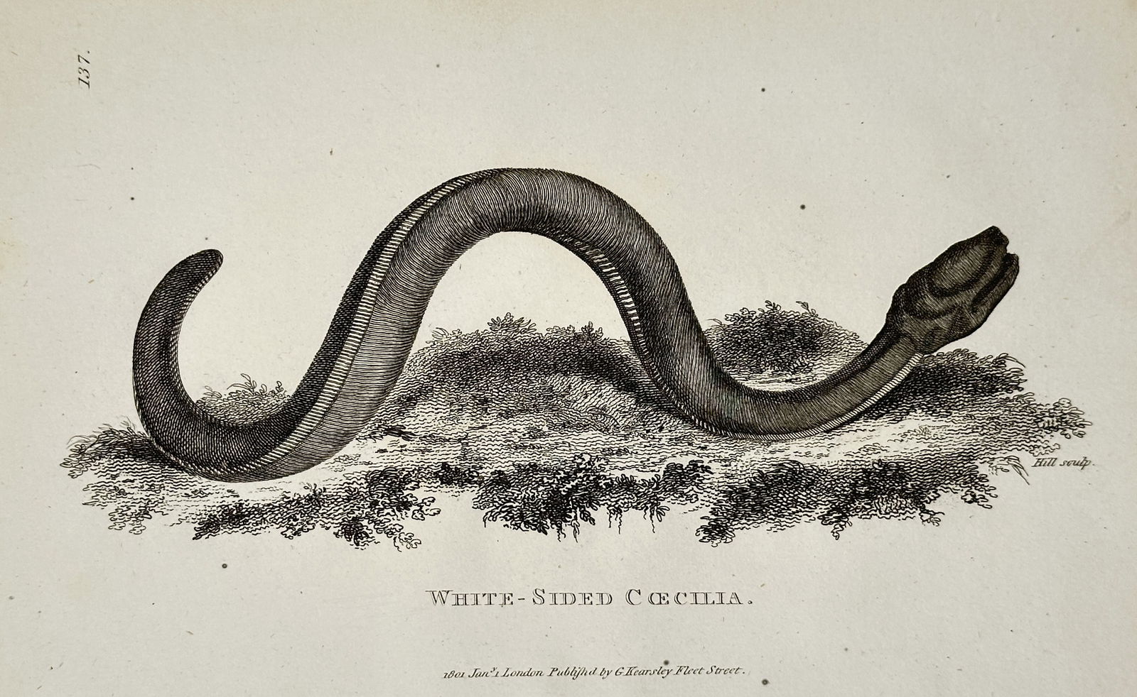 George Shaw (1751–1813) – Study of the White-Sided Caecilia – Engraving (1802) (1 of 1)