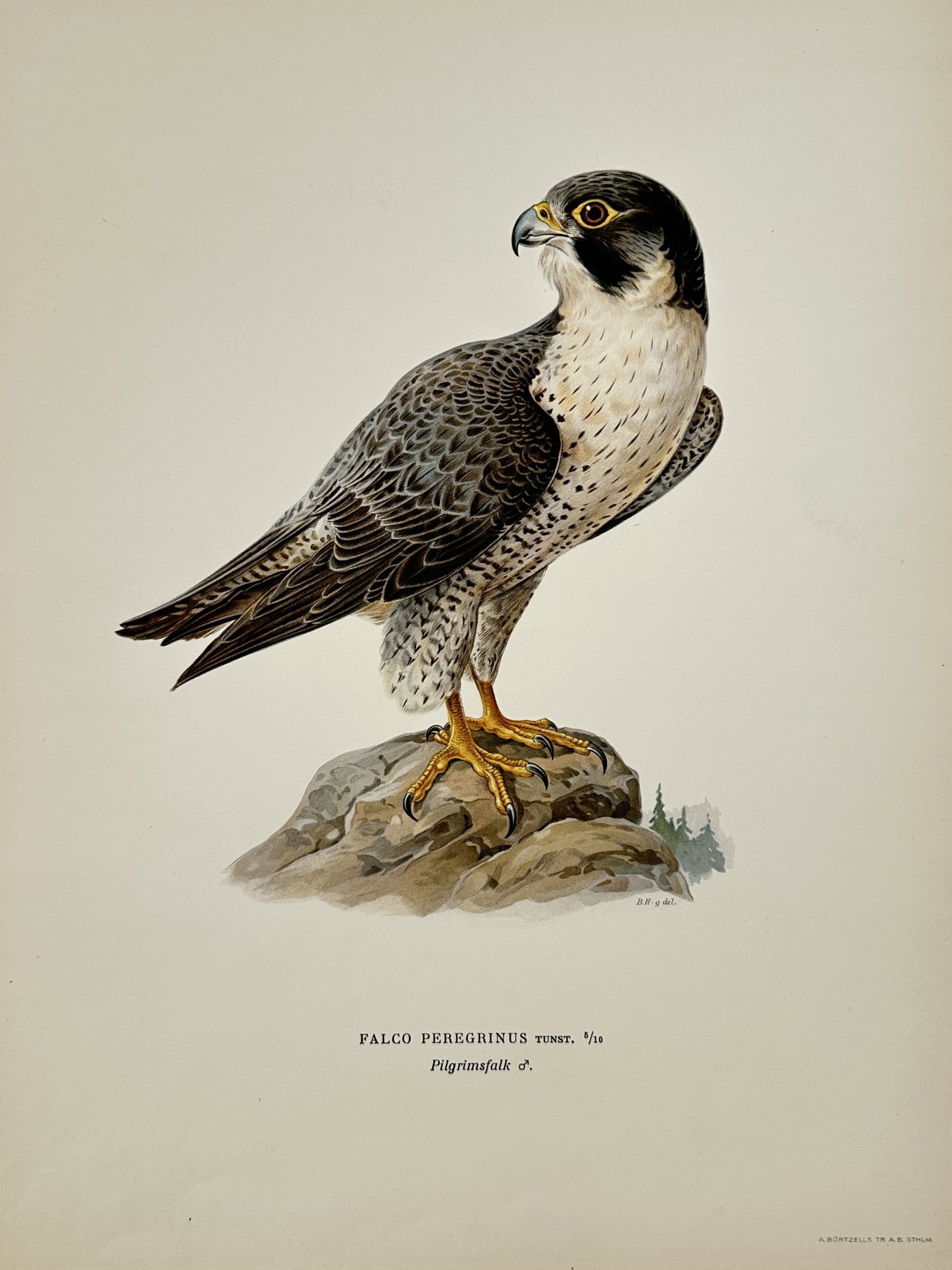 Magnus von Wright (1805–1867), after – Portrait of a Peregrine Falcon – Lithograph (1920s) (1 of 2)