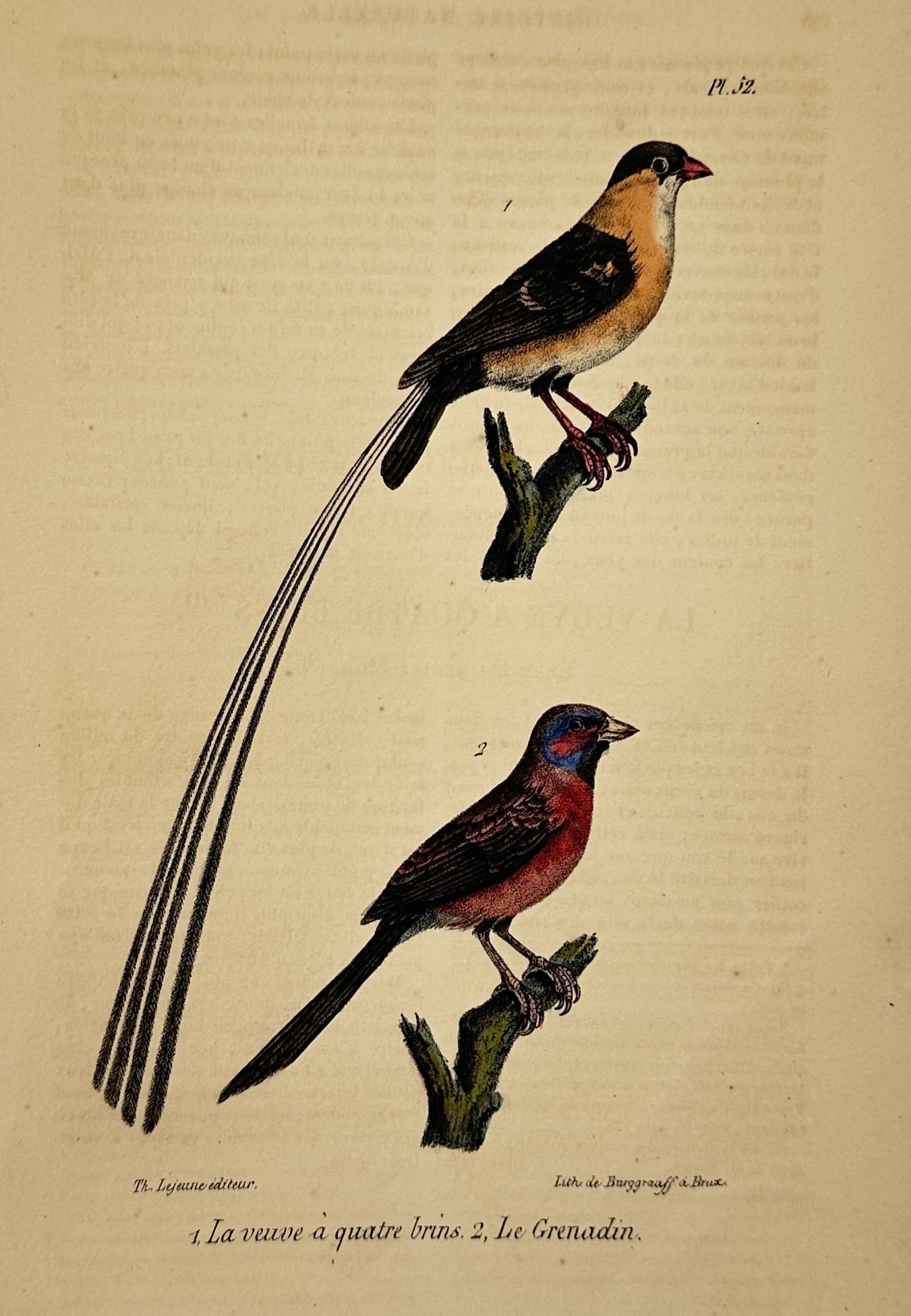 George-Louis Leclerc, Comte de Buffon – Ornithological Study of the Pin-tailed Whydah and Common (1 of 2)