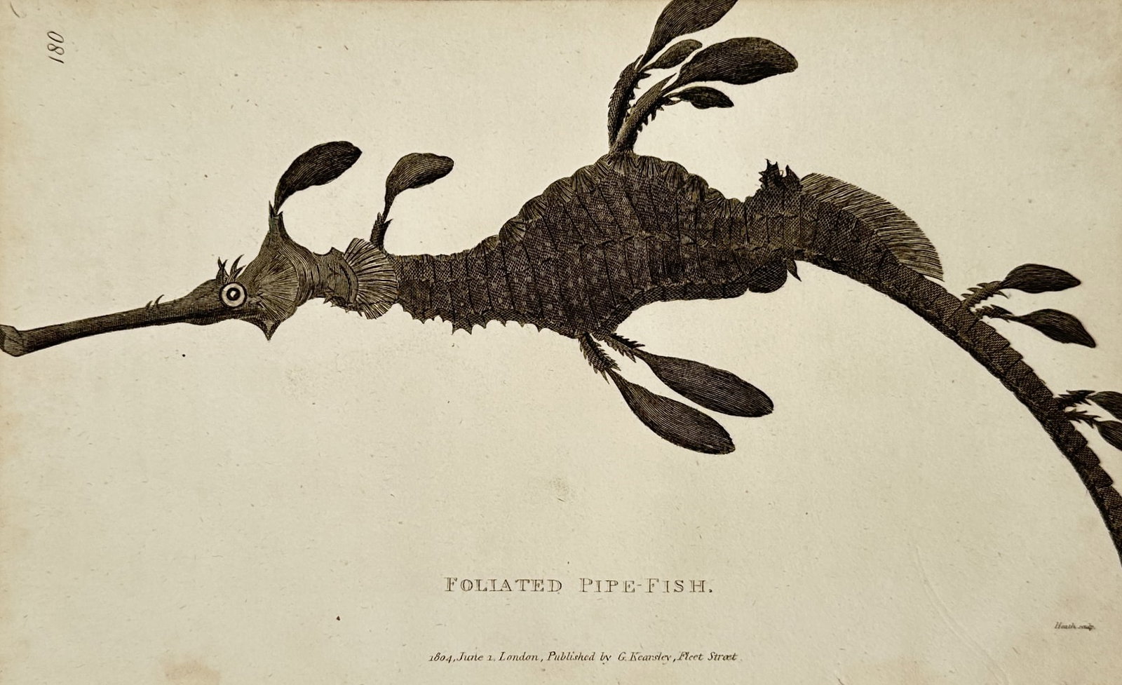 George Shaw (1751–1813) – Foliated Pipe-Fish – Engraving (1804) (1 of 2)