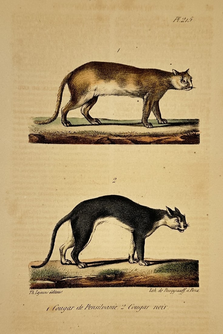George-Louis Leclerc, Comte de Buffon – The Pennsylvania Cougar and The Black Cougar (1 of 2)
