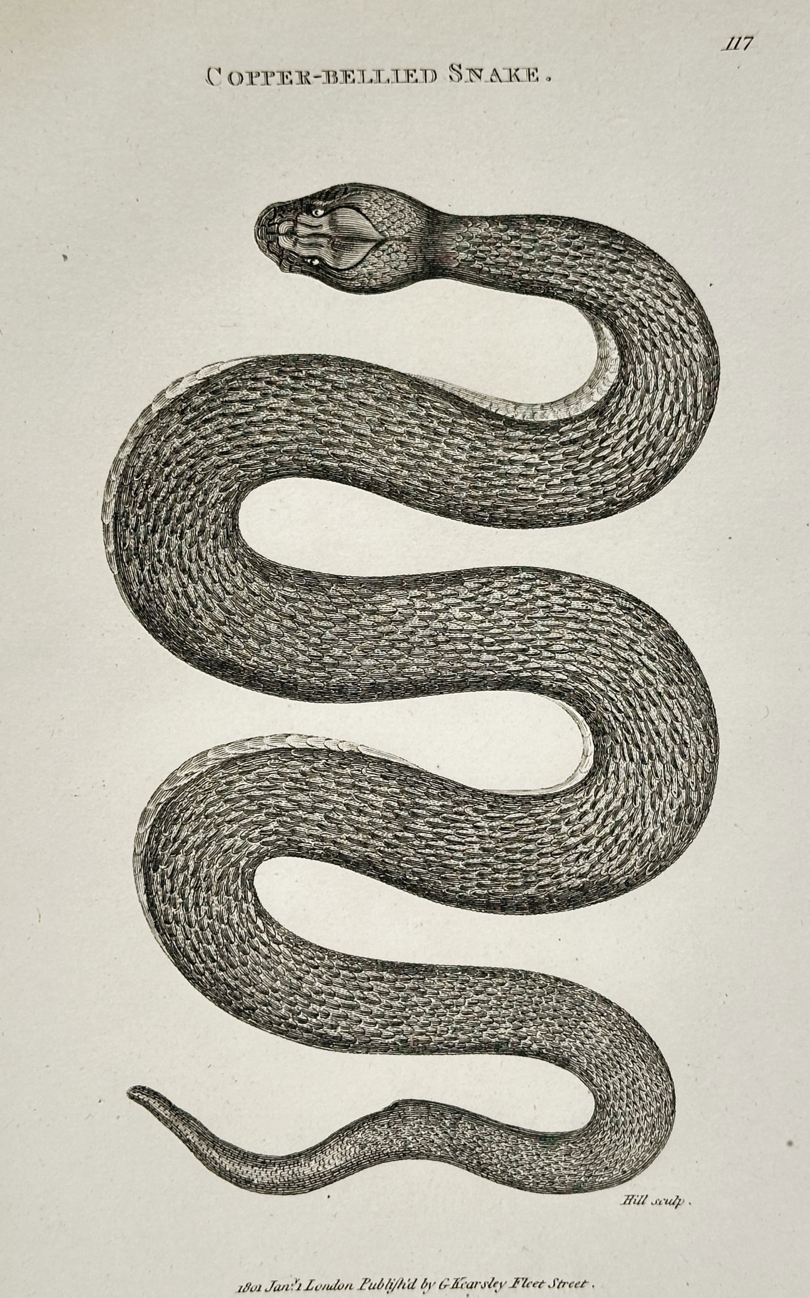 George Shaw (1751–1813) – Copper-Bellied Snake – Engraving (1801) (1 of 2)