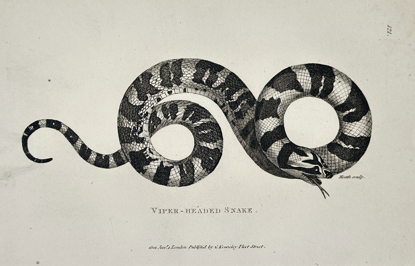 George Shaw (1751–1813) – Viper-Headed Snake – Engraving (1802) (1 of 2)
