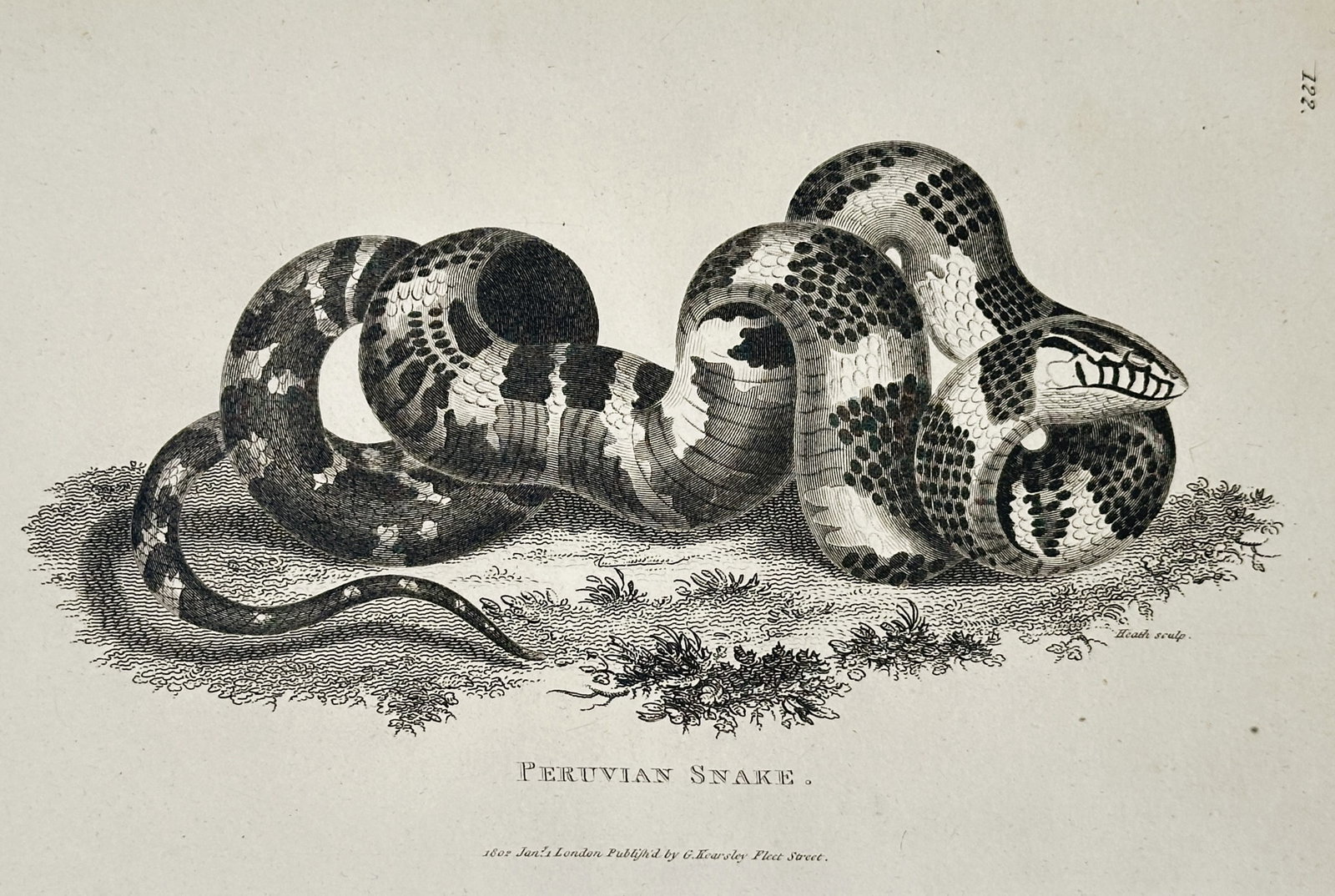 George Shaw (1751–1813) – Peruvian Snake – Engraving (1801) (1 of 2)