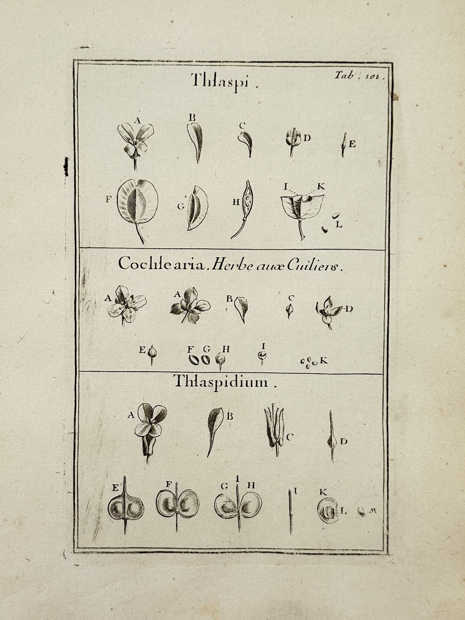 Joseph Pitton de Tournefort (1656–1708) – Botanical Study of Thlaspi, Cochlearia, and (1 of 2)