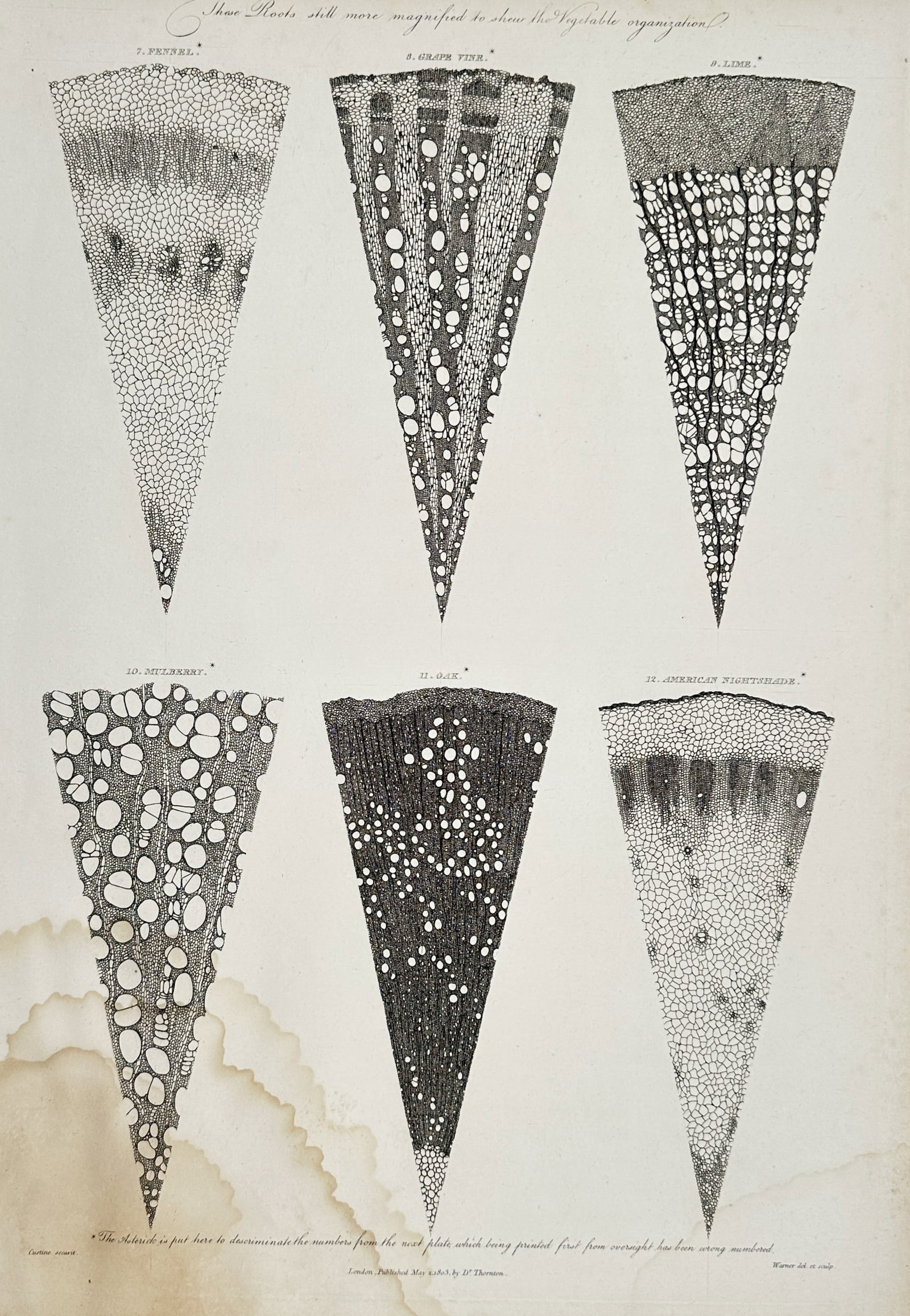 Robert John Thornton (1768–1837) – Cross Sections of Roots – England – Engraving (1812): "These Roots still more magnified to show the Vegetable organization" presents six wedge-shaped microscopic cross-sections of various botanical roots, including fennel, grape vine, lime, mulberry, oak
