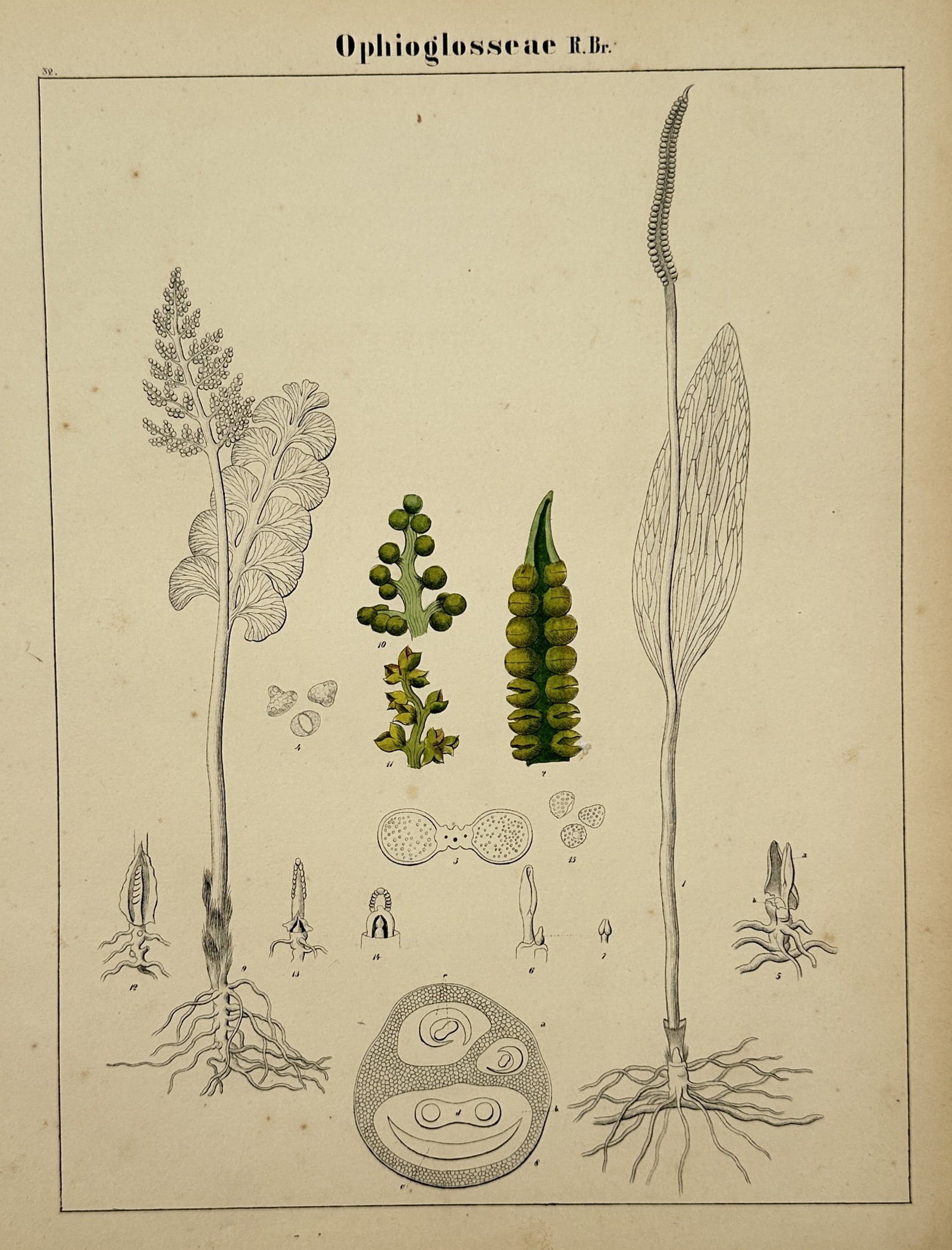 Hermann Adolph Köhler – Taxonomic Study of Adder's-Tongue Ferns – Lithograph (1887) (1 of 2)