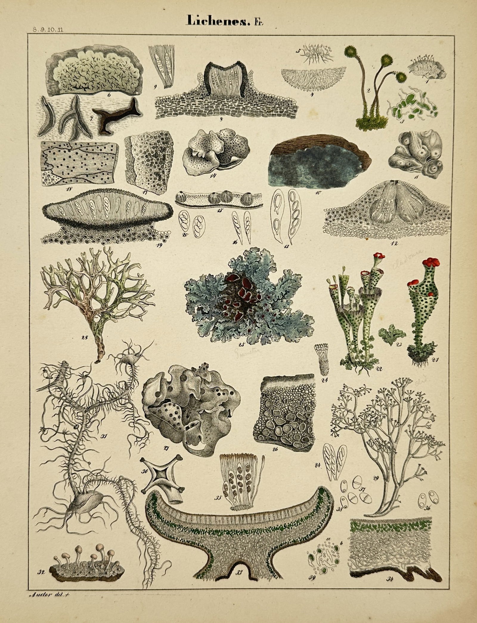 Hermann Adolph Köhler (1834–1879) – Taxonomic Study of Lichens – Lithograph (1887) (1 of 2)