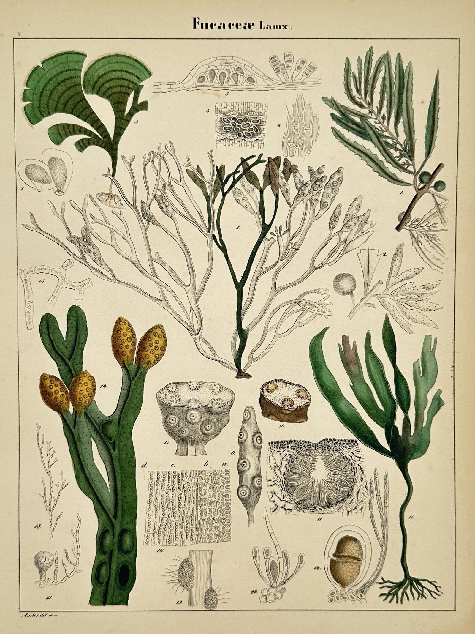 Hermann Adolph Köhler (1834–1879) – Taxonomic Study of Brown Algae – Lithograph (1887) (1 of 2)