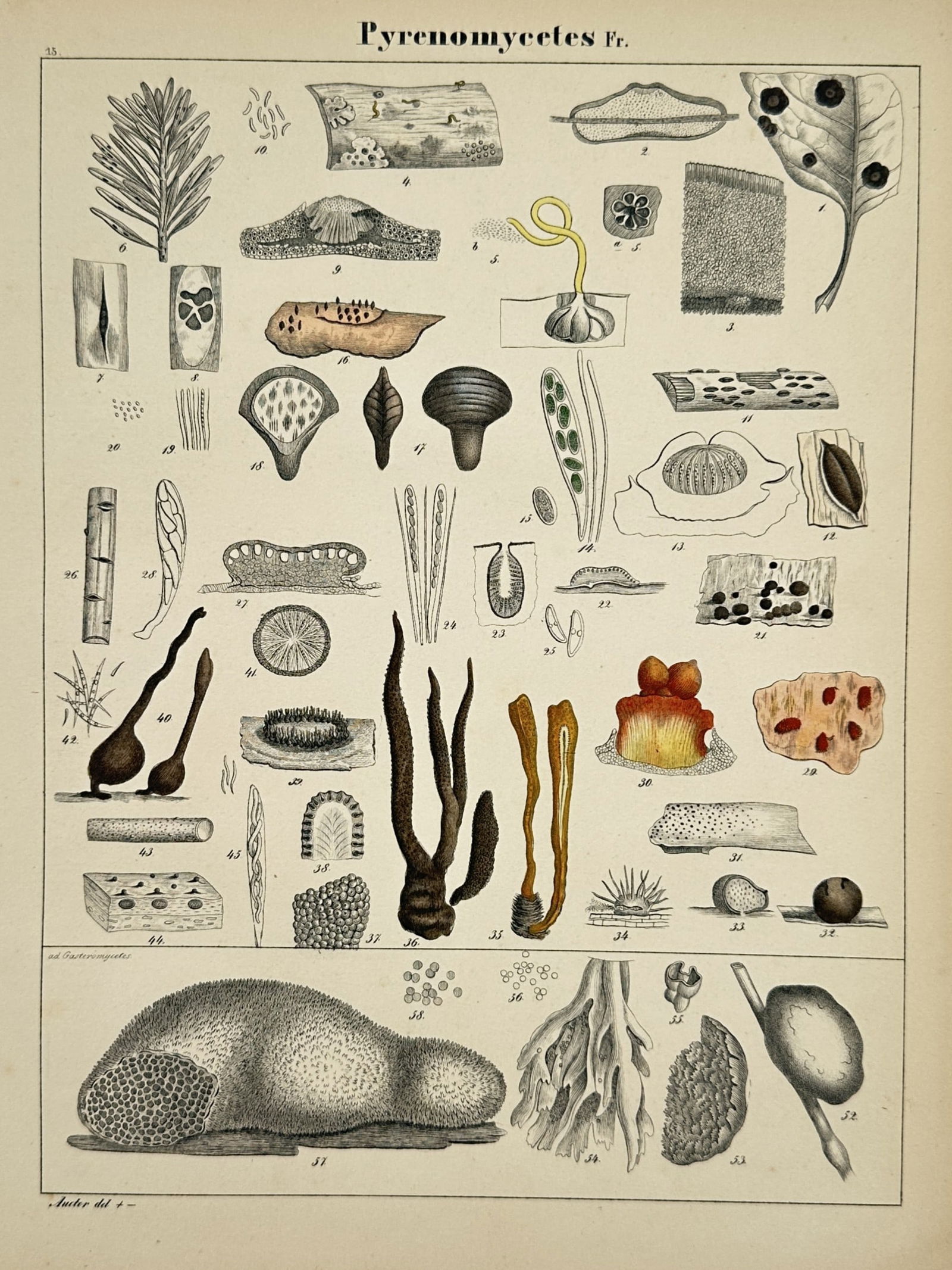 Hermann Adolph Köhler (1834–1879) – Taxonomic Study of Sac Fungi – Lithograph (1887): "Pyrenomycetes Fr." presents a detailed taxonomic study of various species within the Pyrenomycetes group of sac fungi, featuring an extensive array of specimens illustrating their diverse parasitic a