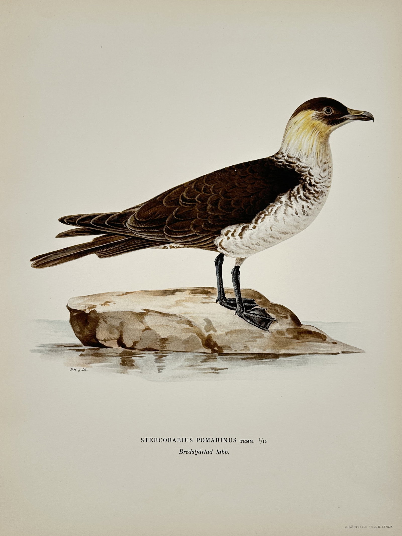 Wilhelm von Wright (1810–1887) – Pomarine Jaeger – Lithograph (1920s) (1 of 2)