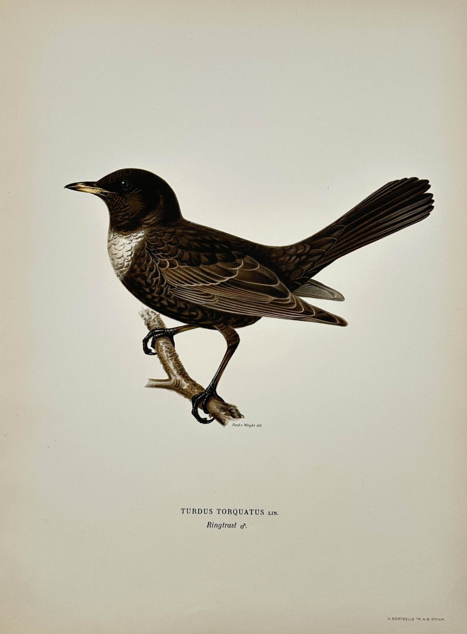 Wilhelm von Wright (1810–1887) – Ring Ouzel – Lithograph (1920s): "Turdus Torquatus Lin. / Ringtrast ?" presents an ornithological study of a male ring ouzel perched upon a bare branch. The illustration captures the bird's characteristic sooty-black plumage, promine