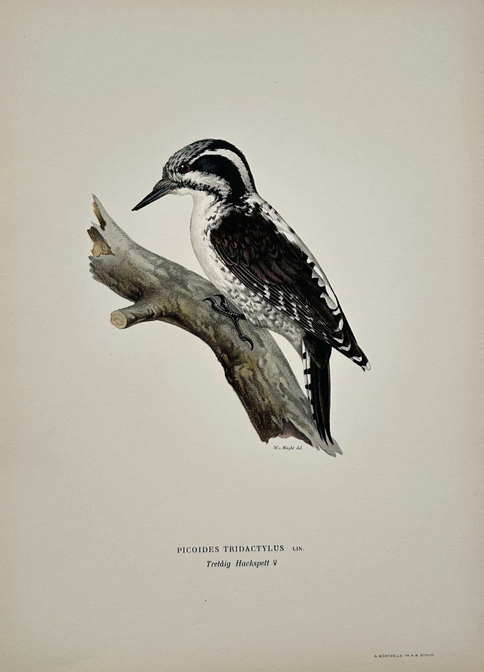Wilhelm von Wright (1810–1887) – Eurasian Three-toed Woodpecker – Lithograph (1920s): "Picoides Tridactylus Lin. / Tretåig Hackspett ?" presents an ornithological study of a female Eurasian three-toed woodpecker perched on a diagonal, weathered branch. The illustration captures the bi
