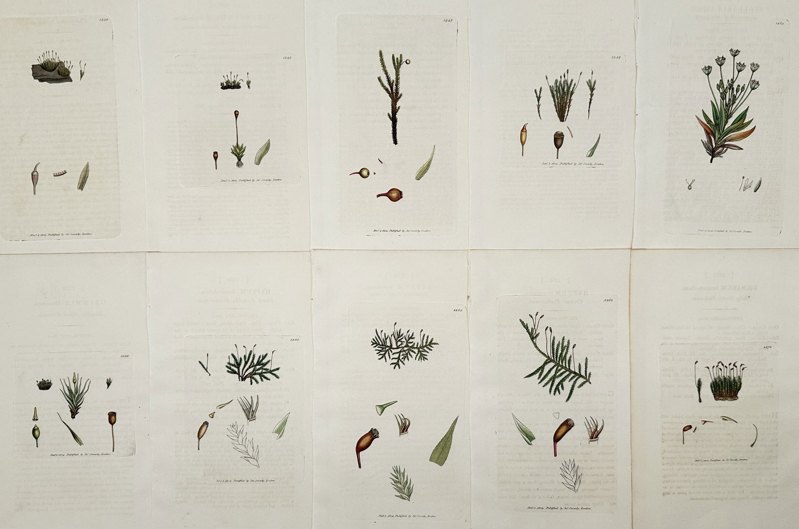 James Sowerby (1757–1822) – Set of 6: Studies of Mosses and Lichens – Hand-coloured engraving (1 of 2)
