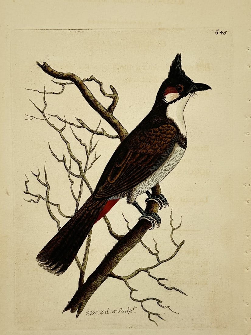 Richard Polydore Nodder (1774–1823) – Red-vented Shrike – Hand-coloured engraving (1 of 2)