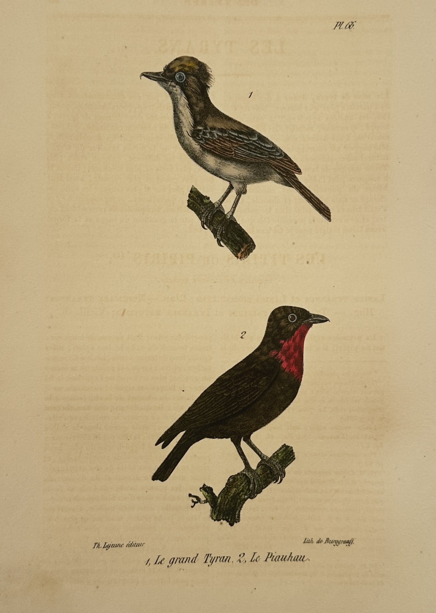 George-Louis Leclerc, Comte de Buffon – Studies of the Great Tyrant and the Piauhau (1 of 2)