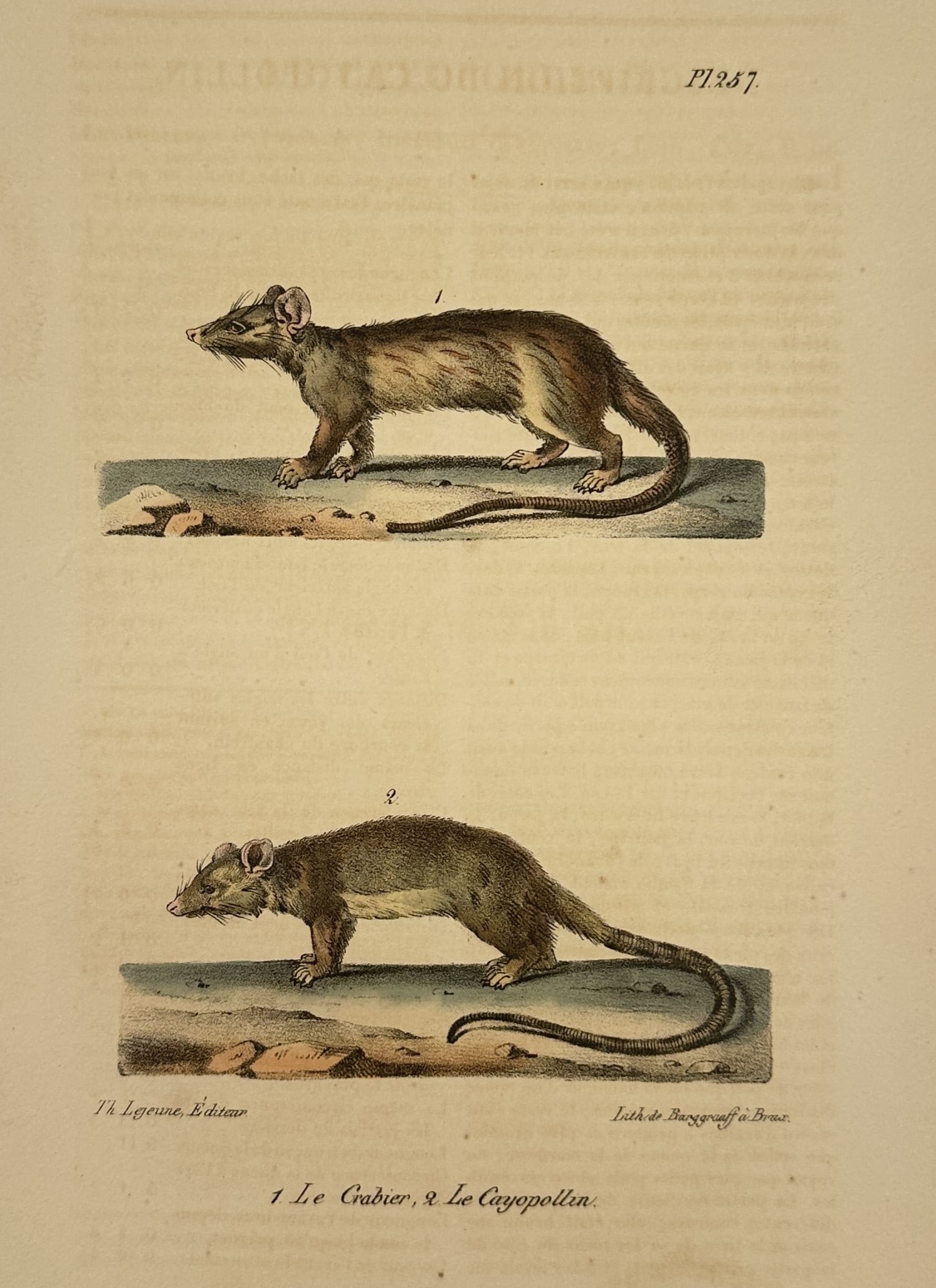 George-Louis Leclerc, Comte de Buffon – Studies of the Crab-eating Opossum and the Cayopollin (1 of 2)