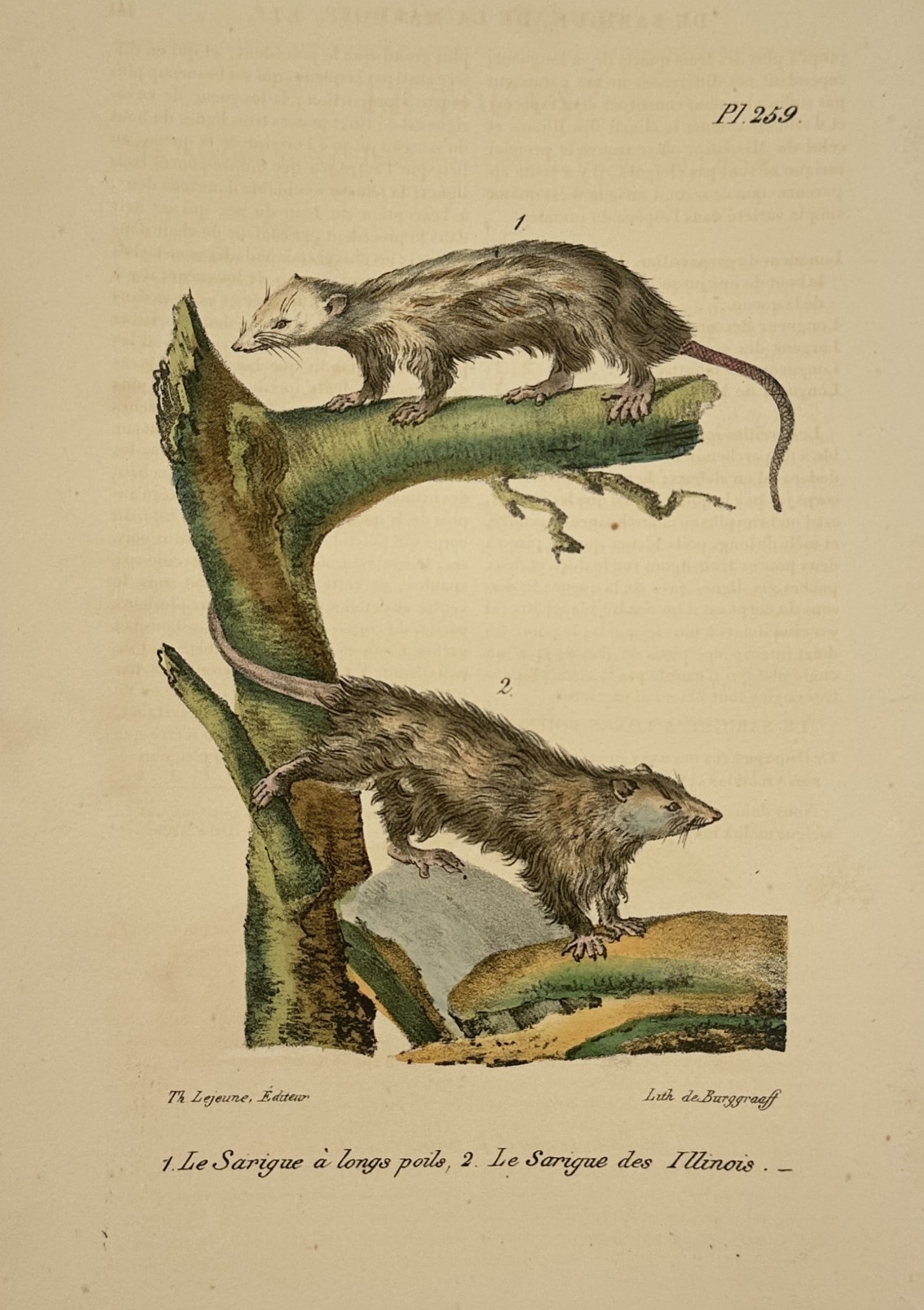 George-Louis Leclerc, Comte de Buffon – Studies of the Long-haired Opossum and the Illinois (1 of 2)
