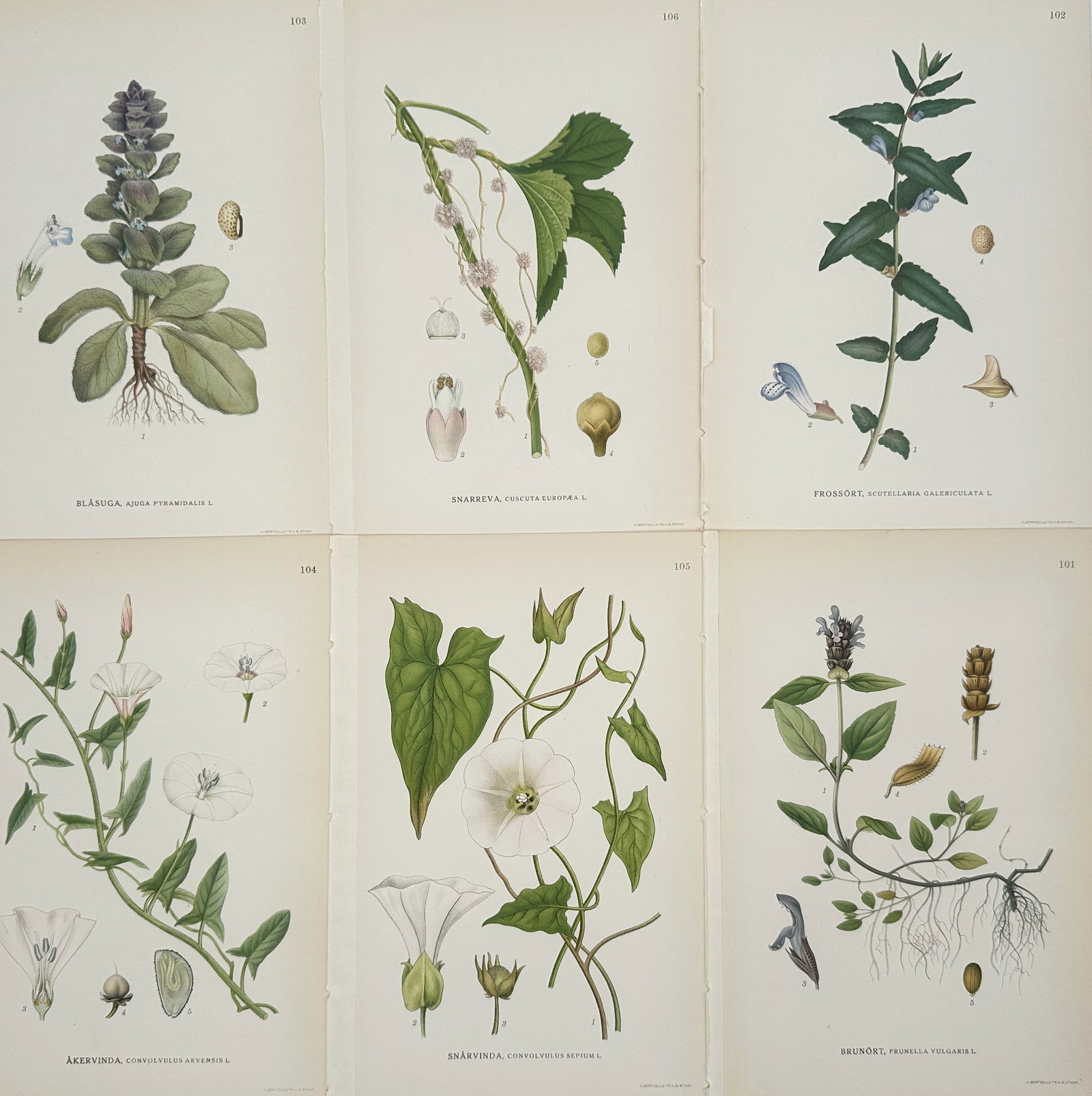 Carl Lindman – Set of 6: Botanical Studies of Flowering Plants – Hand-coloured lithograph (1905) (1 of 2)