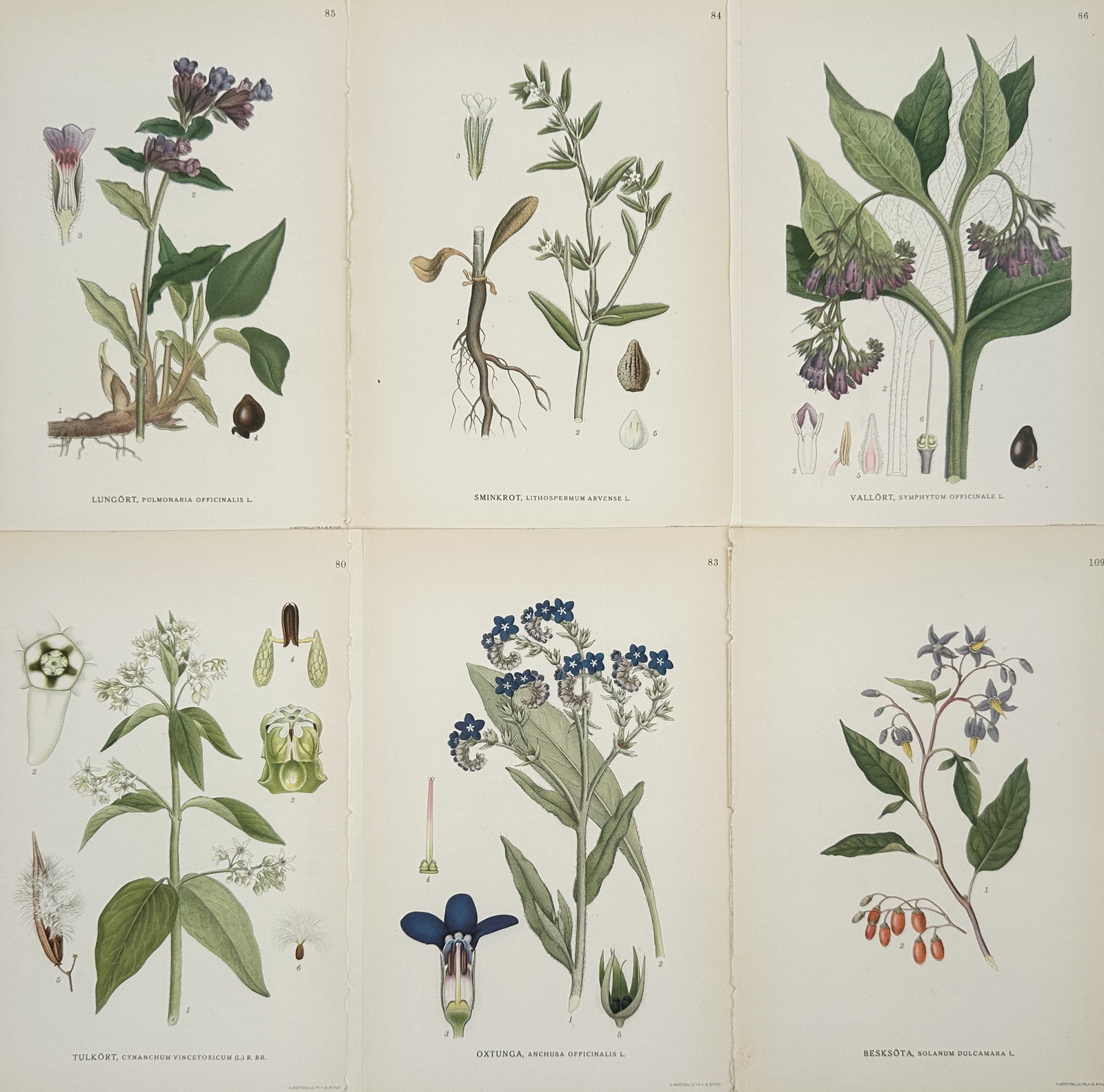 Carl Lindman – Set of 6: Botanical Studies of Boraginaceae and Solanaceae (1 of 2)