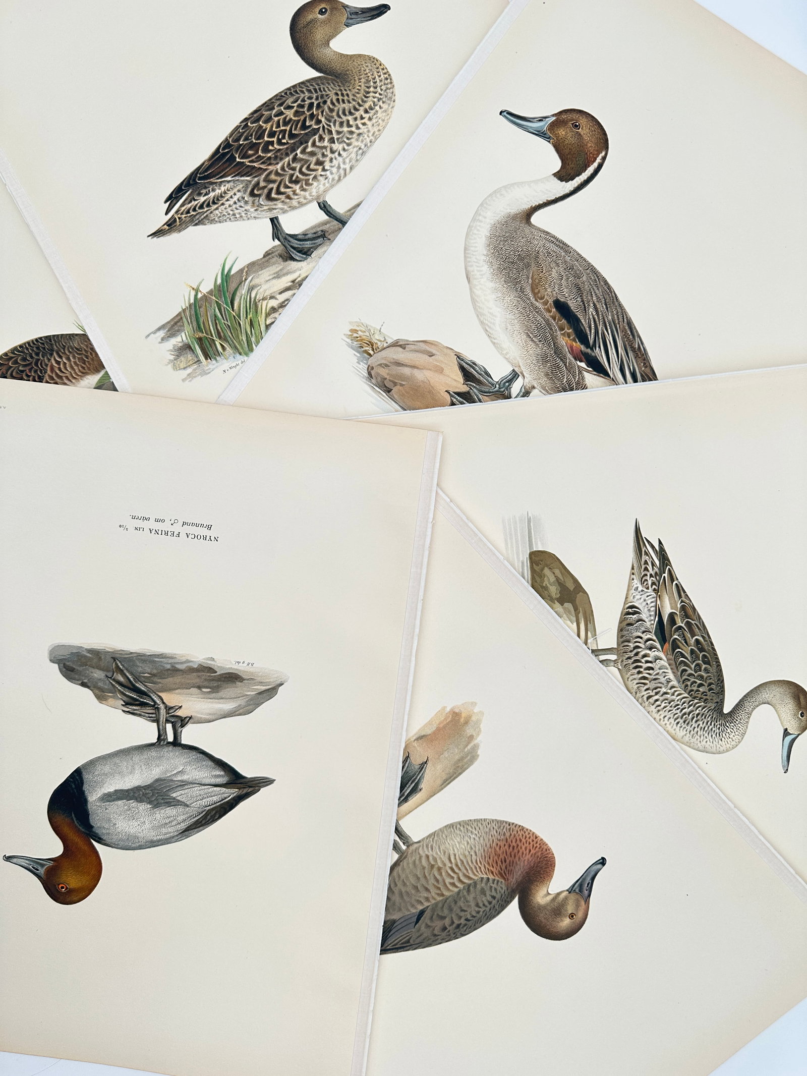 Wilhelm von Wright (1810–1887) – Set of 6: Studies of Anseriformes – Lithograph (1920s): "Svenska Fåglar" presents six distinct ornithological plates illustrating various waterfowl native to Scandinavia. The set includes detailed scientific depictions of Dafila acuta, Nyroca ferina, and