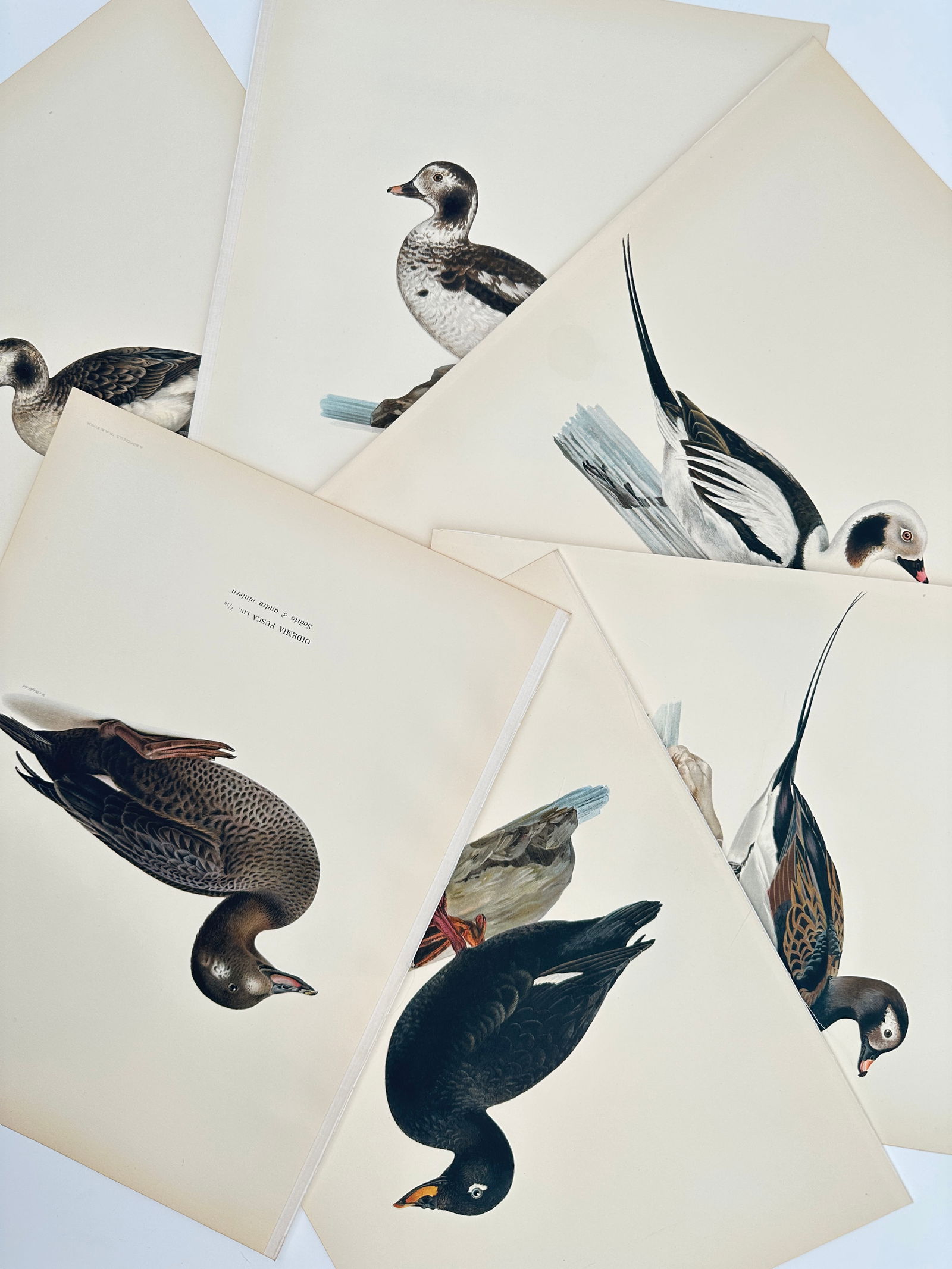 Wilhelm von Wright (1810–1887) – Set of 6: Studies of Nordic Waterfowl – Lithograph (1920s) (1 of 2)