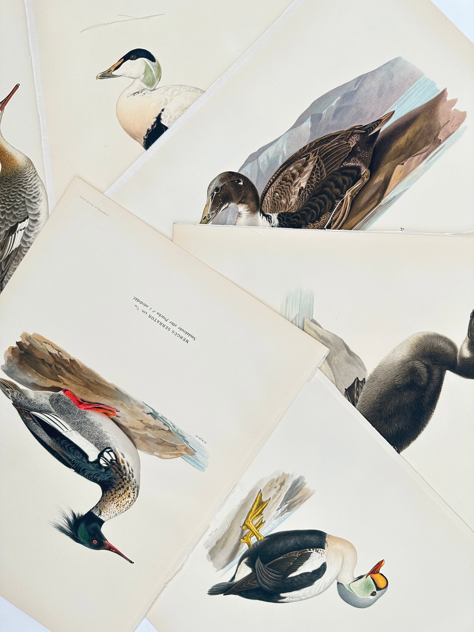 Wilhelm von Wright (1810–1887) – Set of 6: Studies of Nordic Waterfowl – Lithograph (1920s) (1 of 2)
